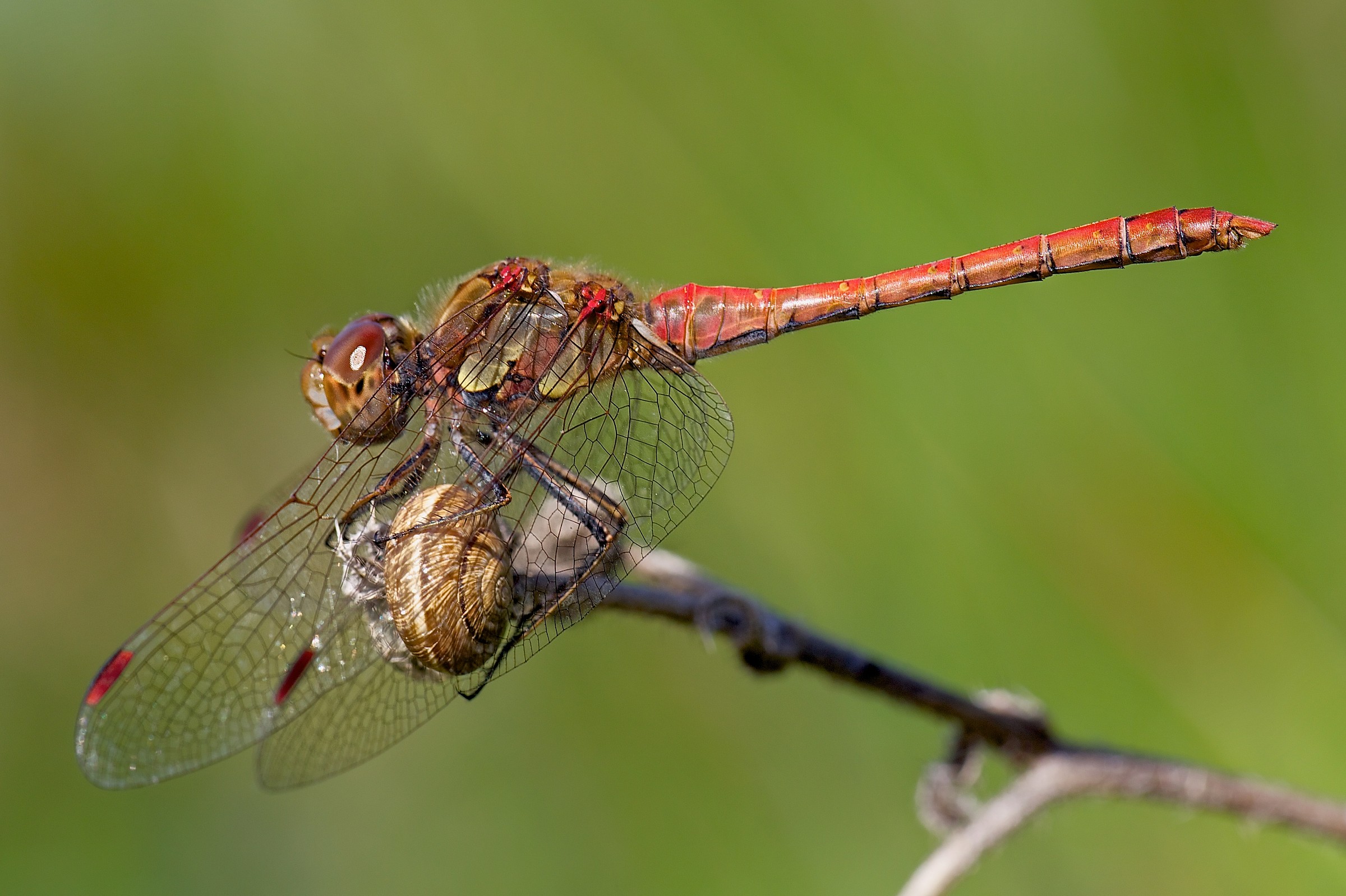 Sympetrum sanguineum