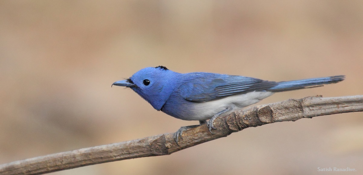 Monarch: Black Naped Flycatcher.
