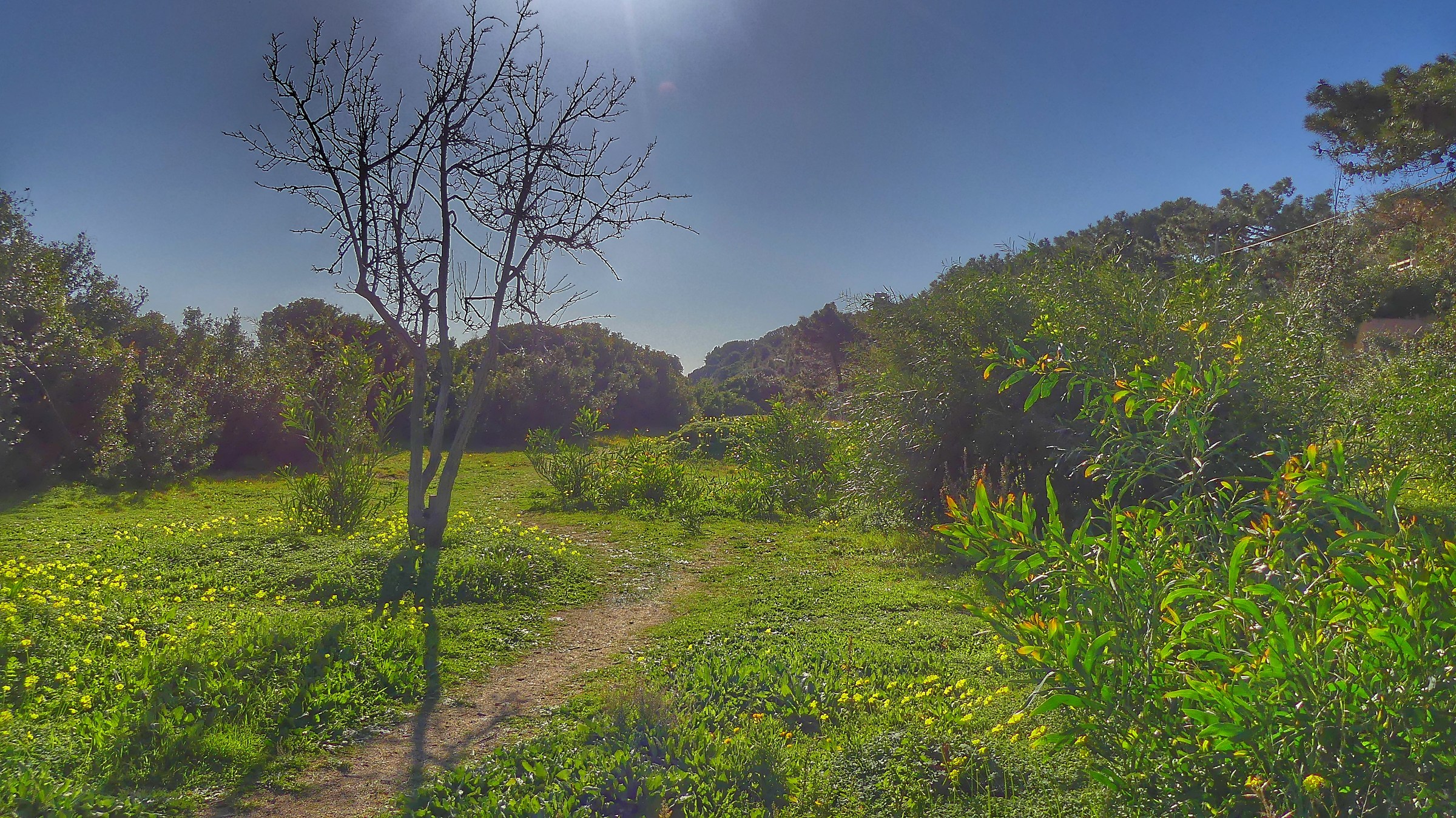 Pinewood Porto Frailis _ backlight