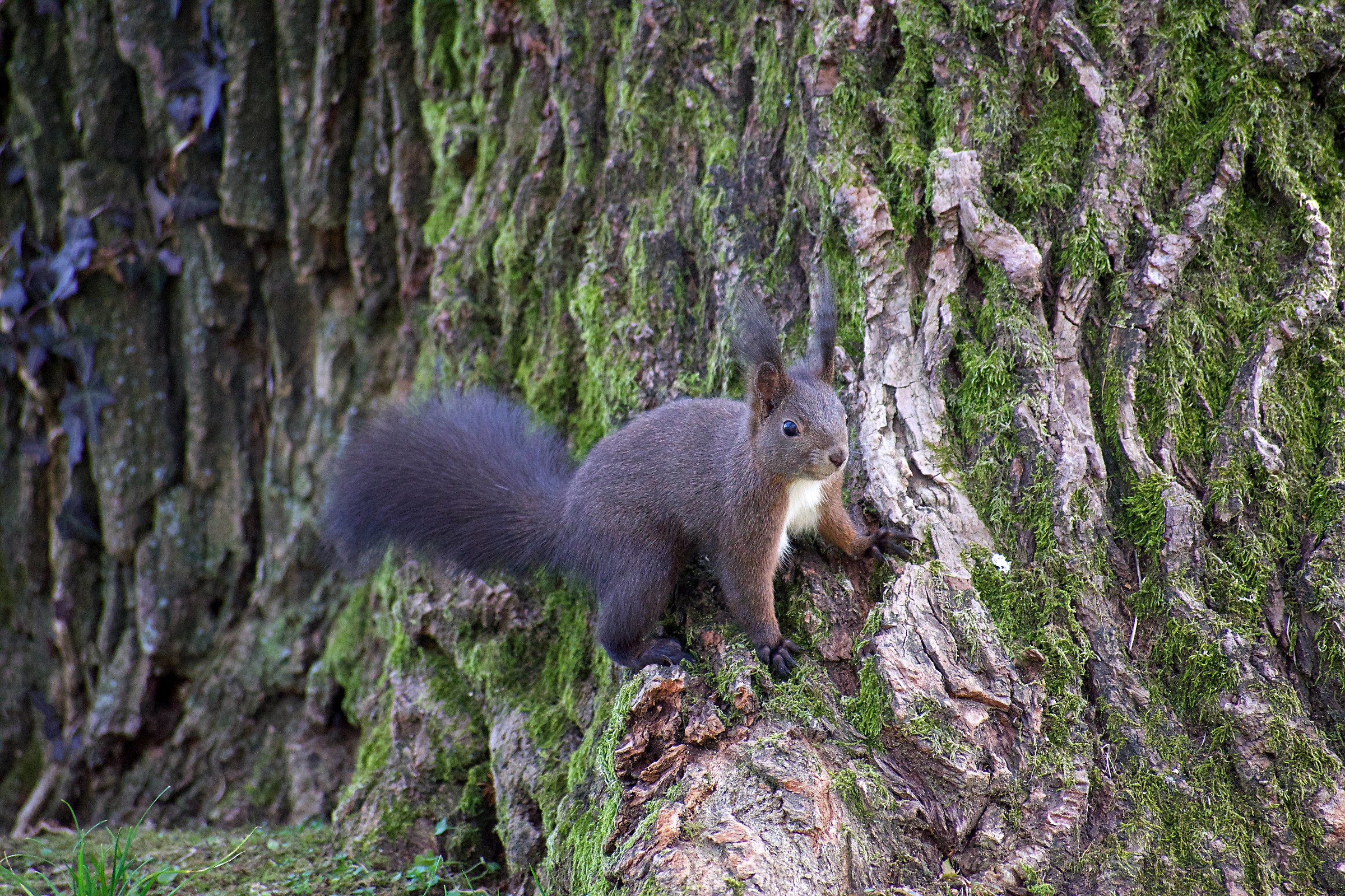 Camouflaged squirrel