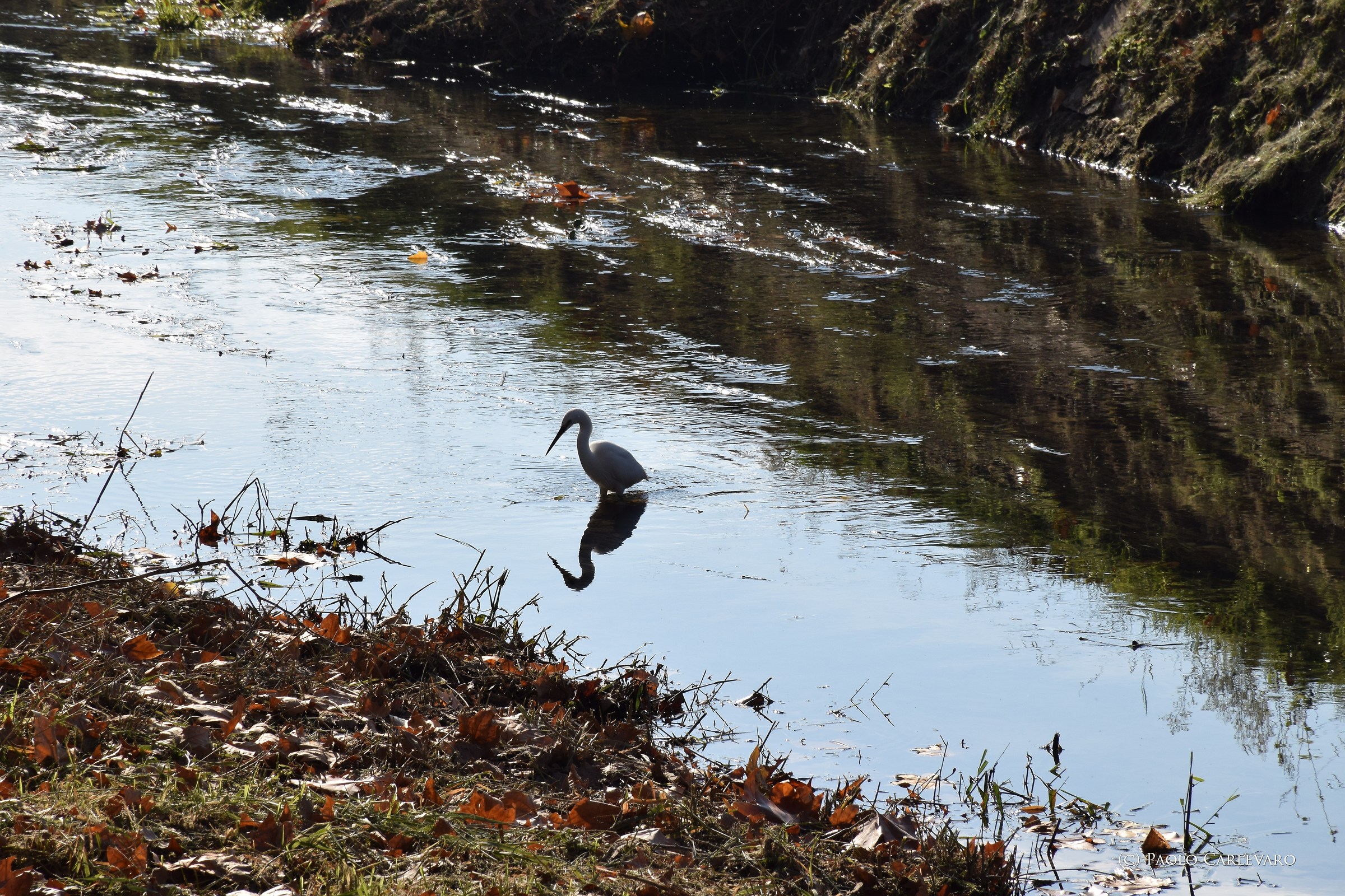 Garzetta a San Giuliano Terme (Pisa)
