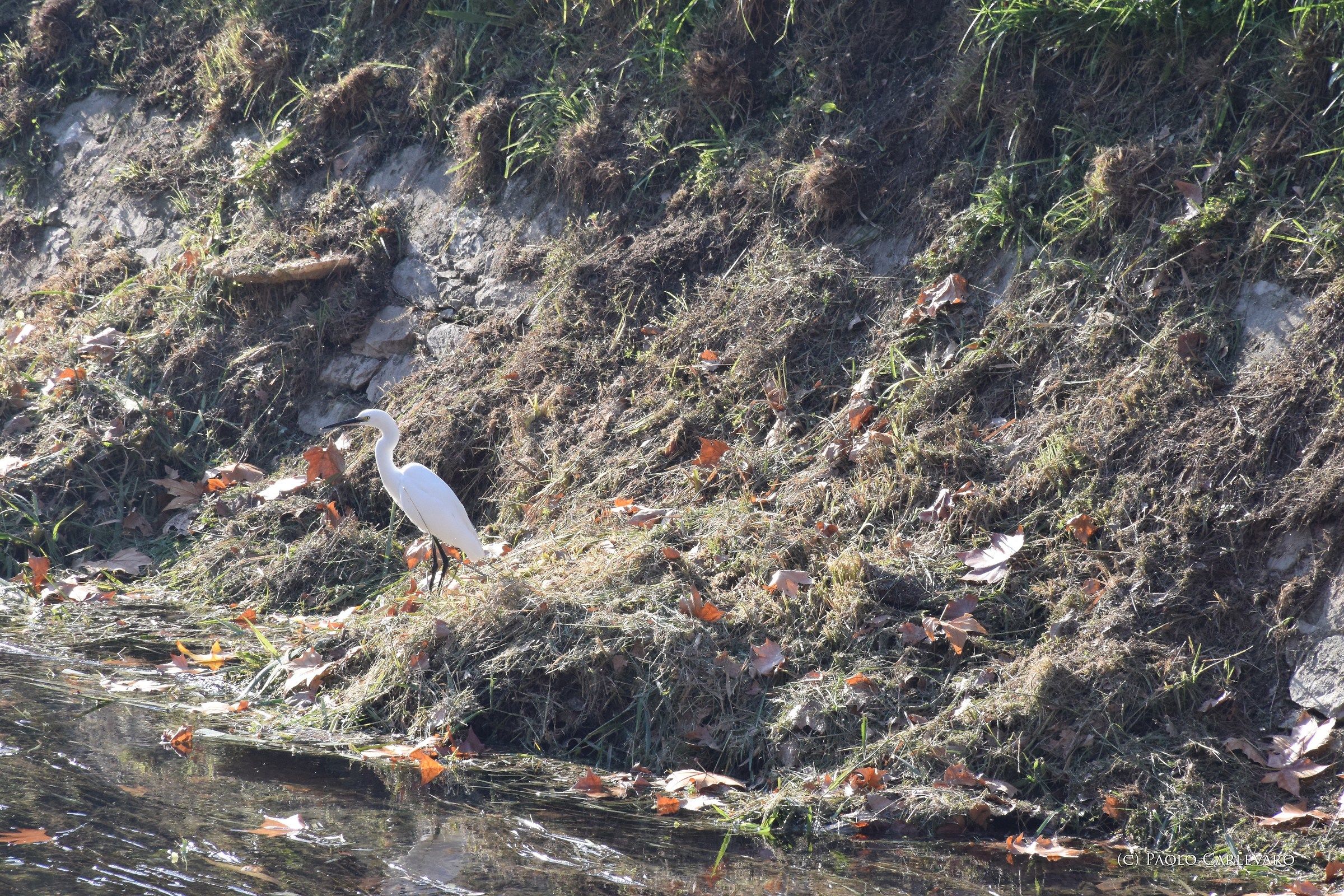 Garzetta a San Giuliano Terme (Pisa)