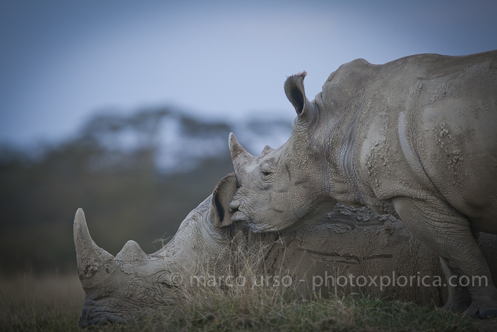 Whispering Rhino
