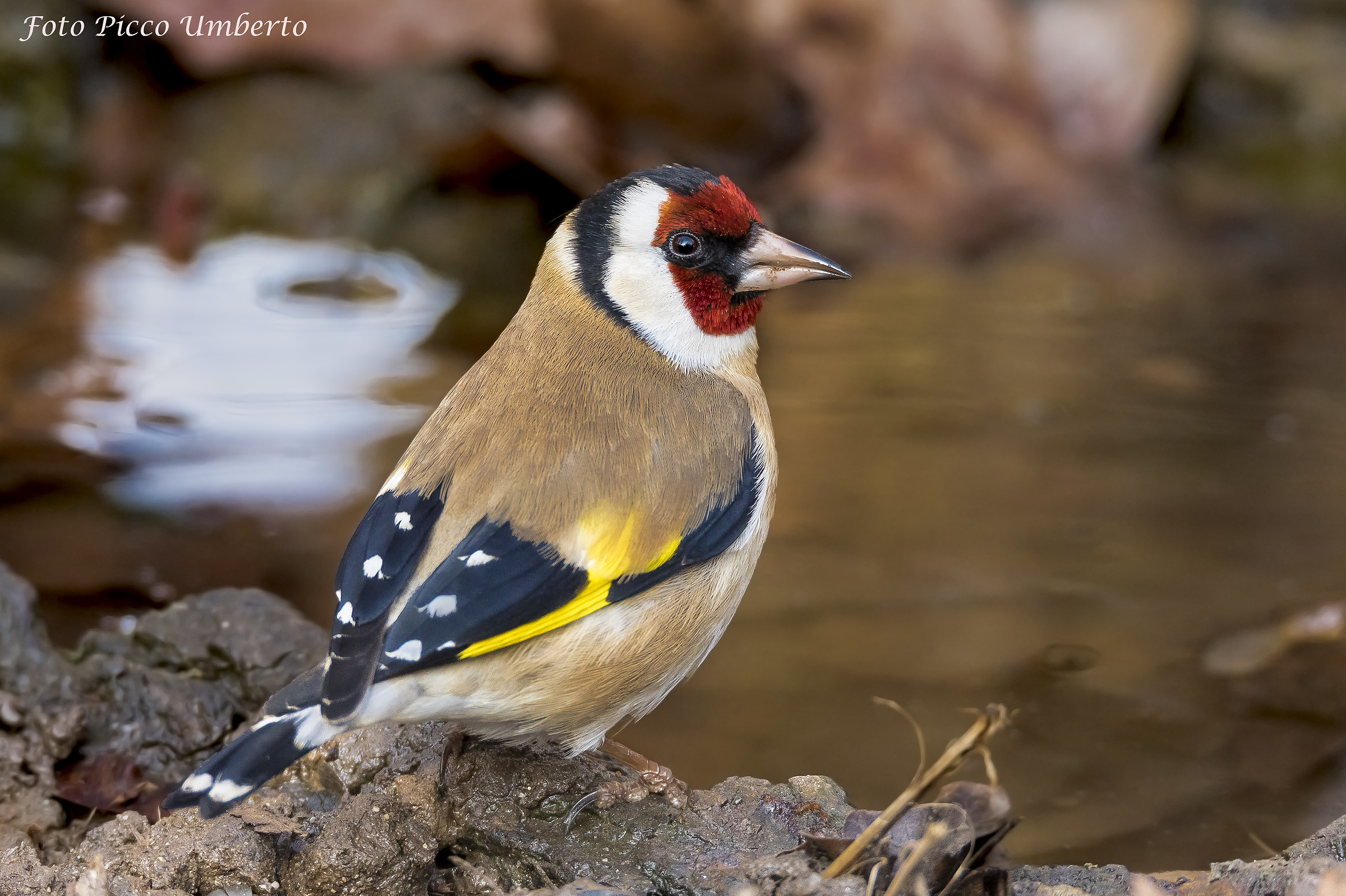 cardellino alla pozzanghera