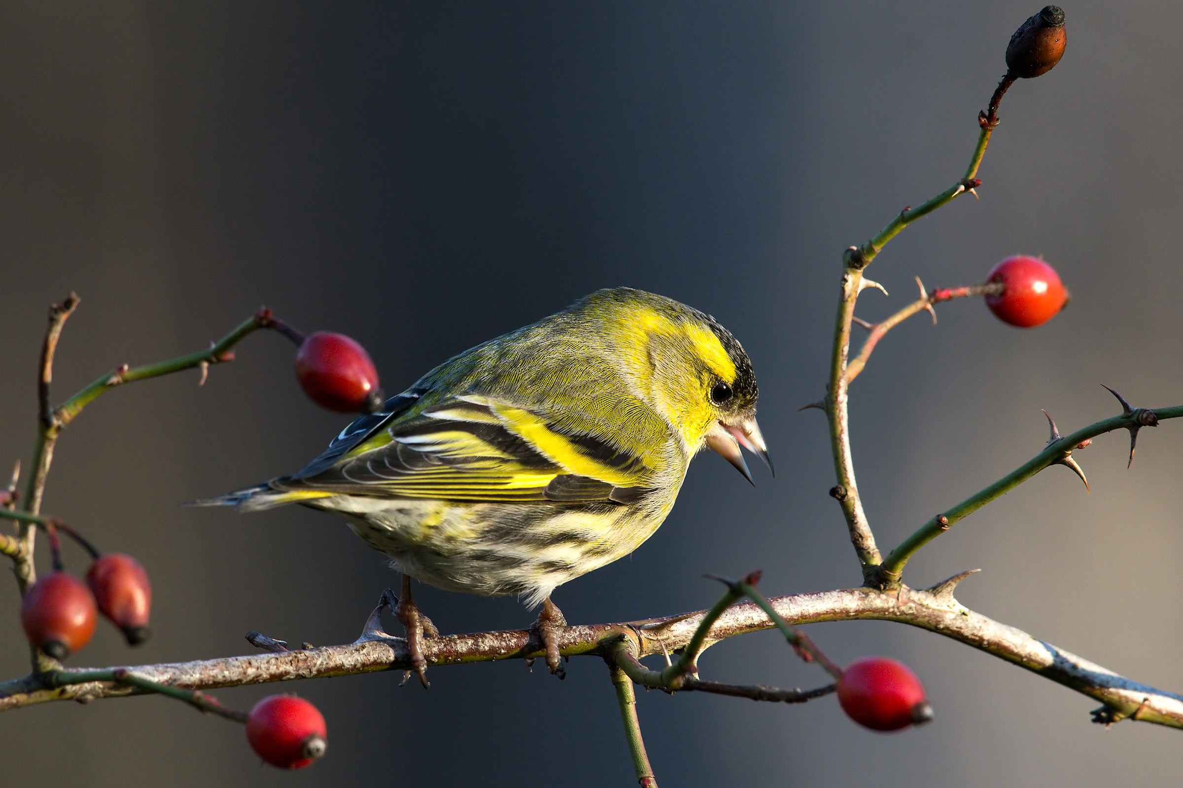 Siskin (Carduelis spinus).