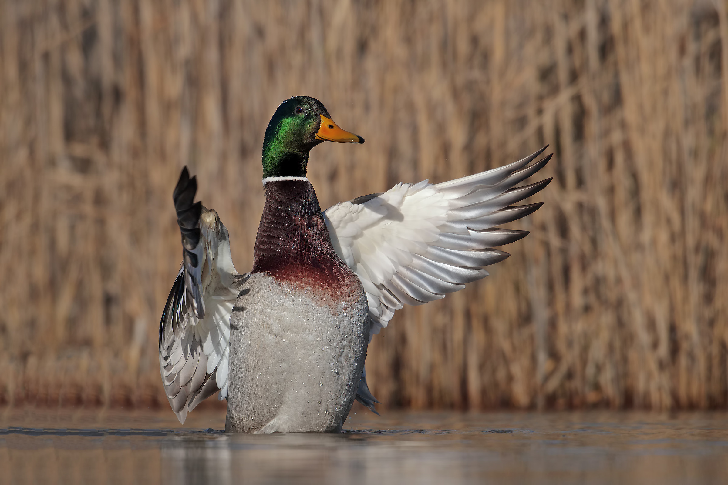 Mallard