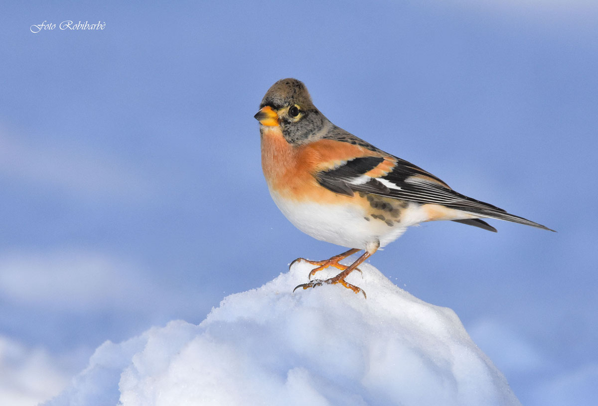 La Peppola at the top ...