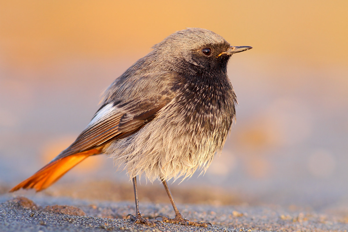 Redstart chimney sweep