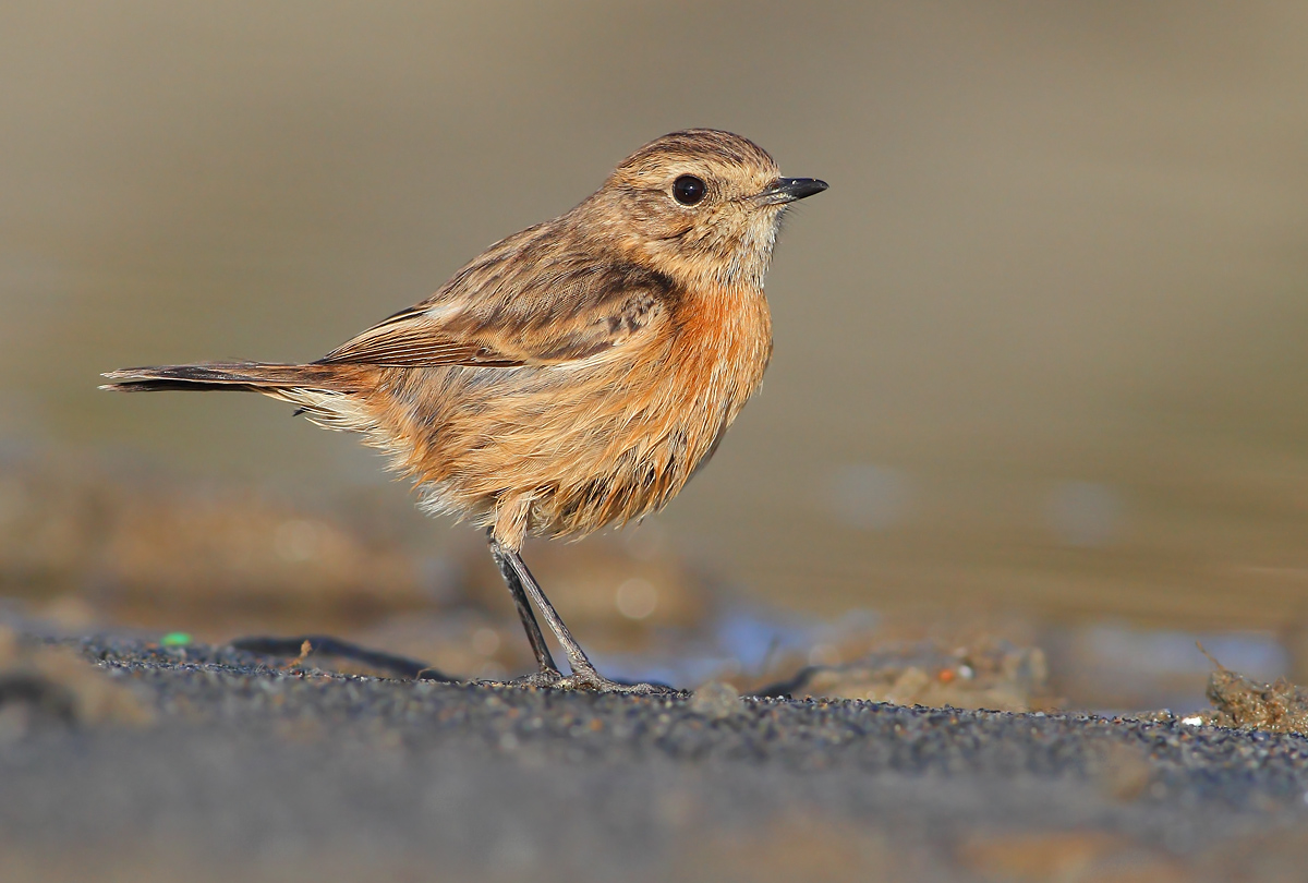 stonechat
