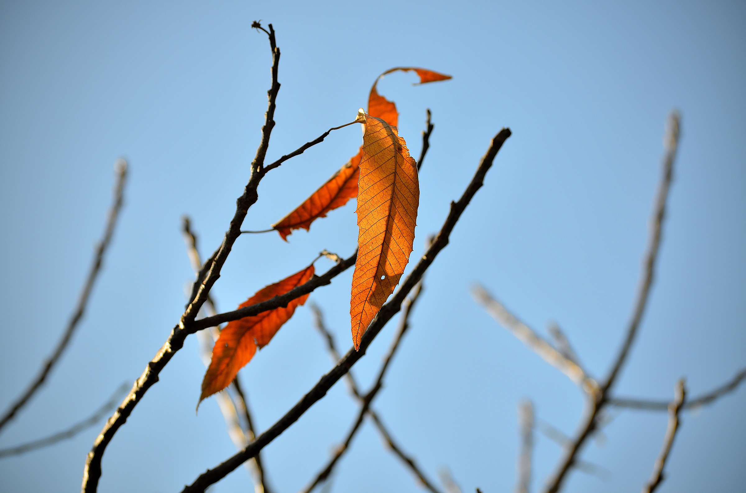 Winter leaves