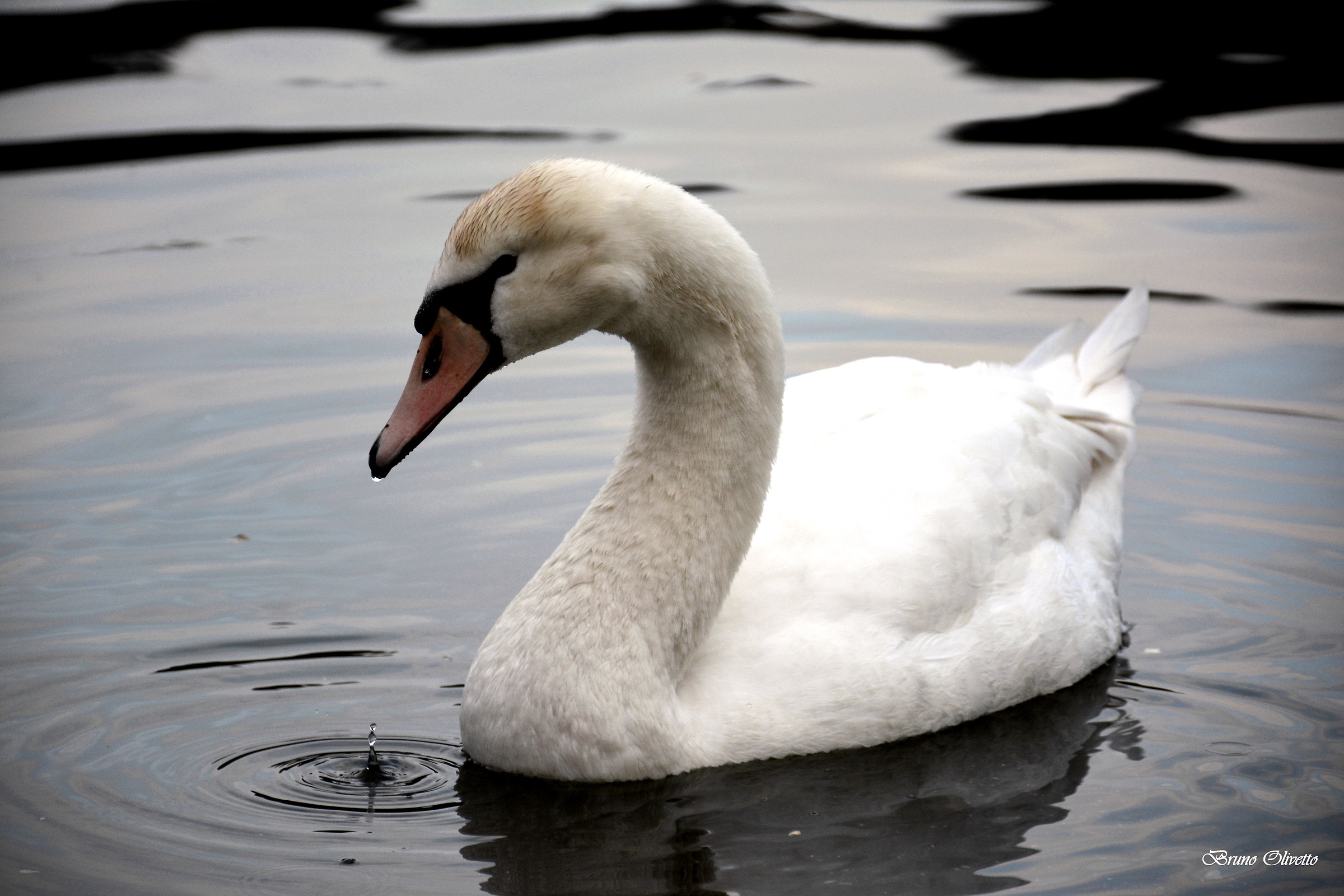 swan