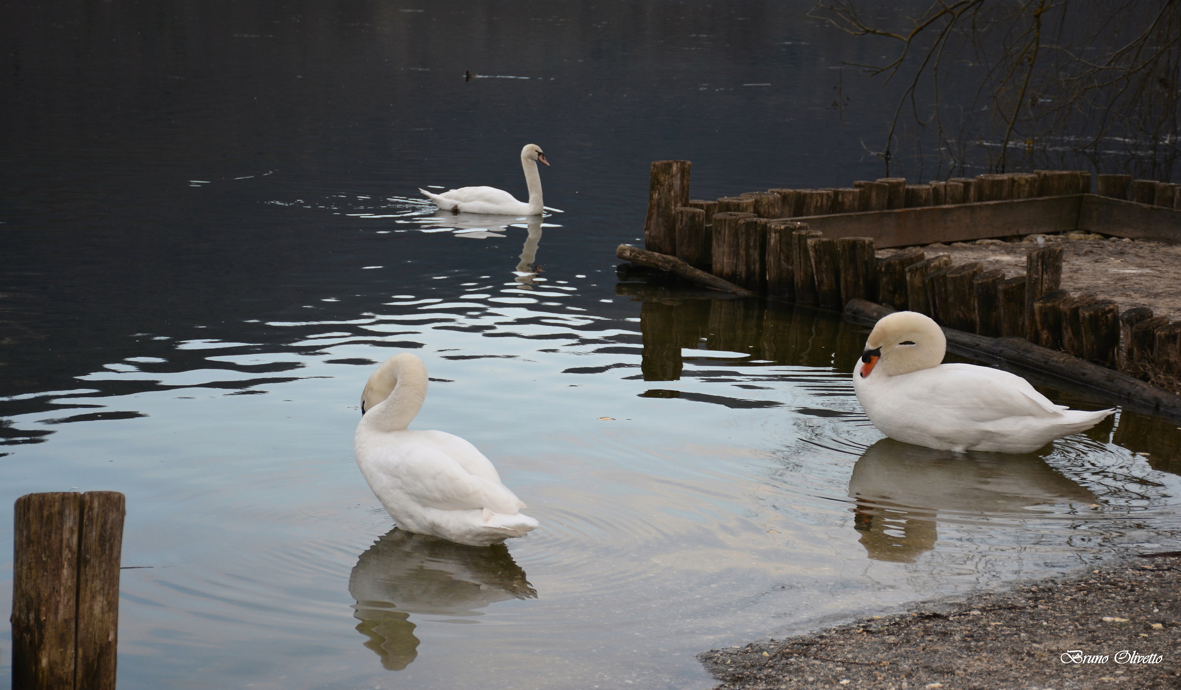 swans