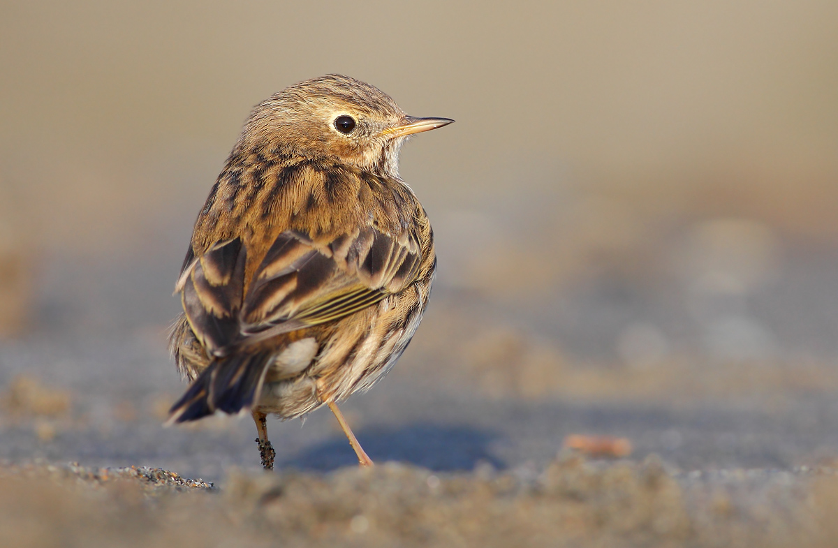 Pipit