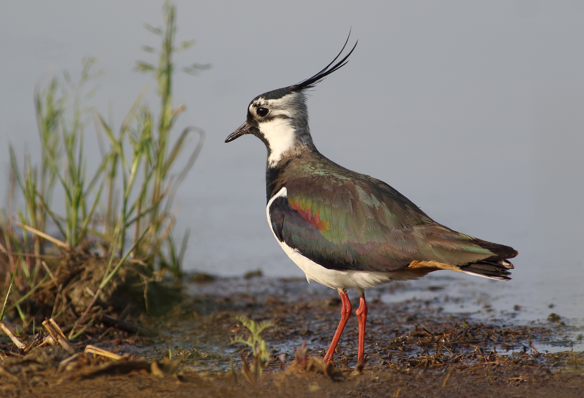 Lapwing