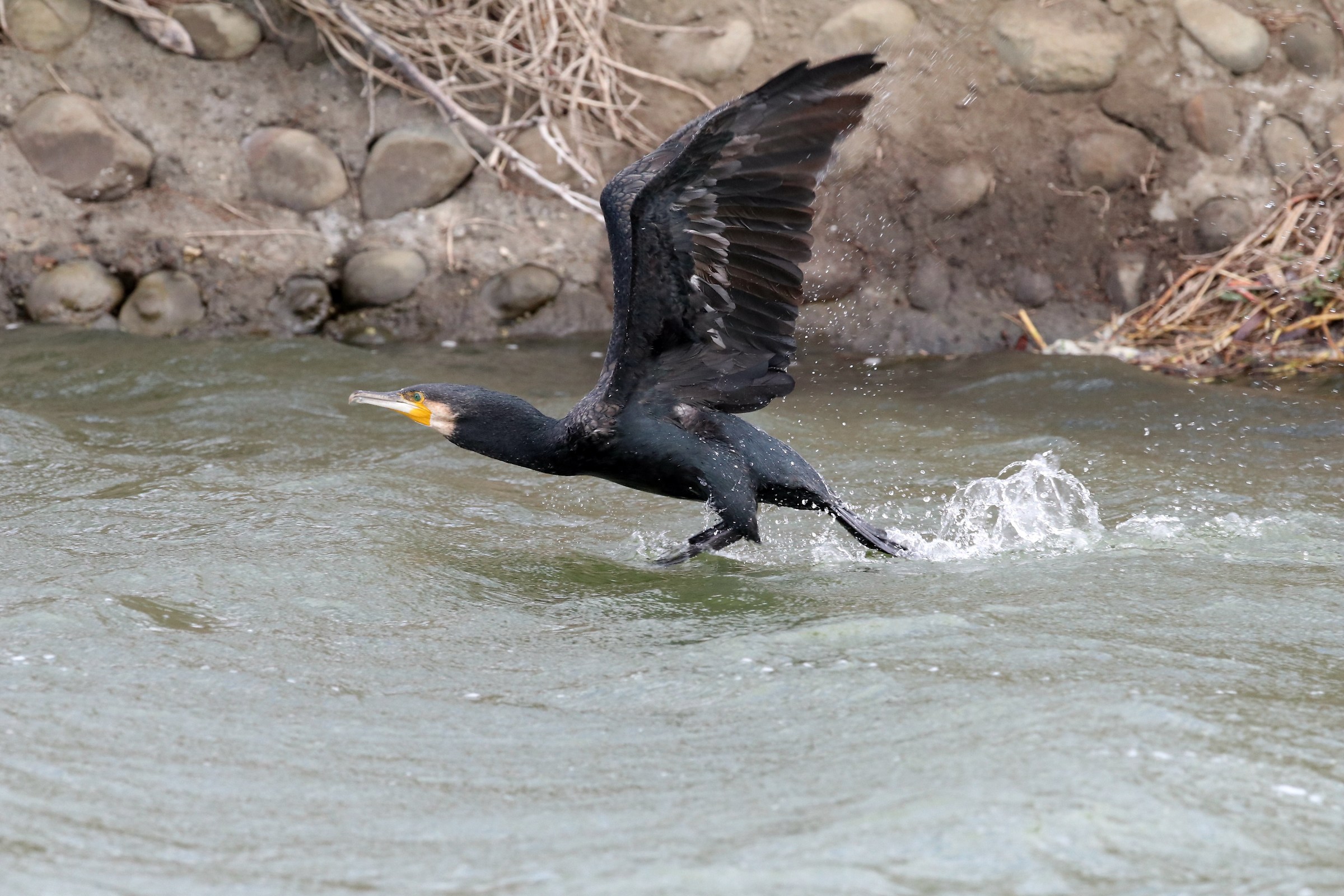 Great Cormorant
