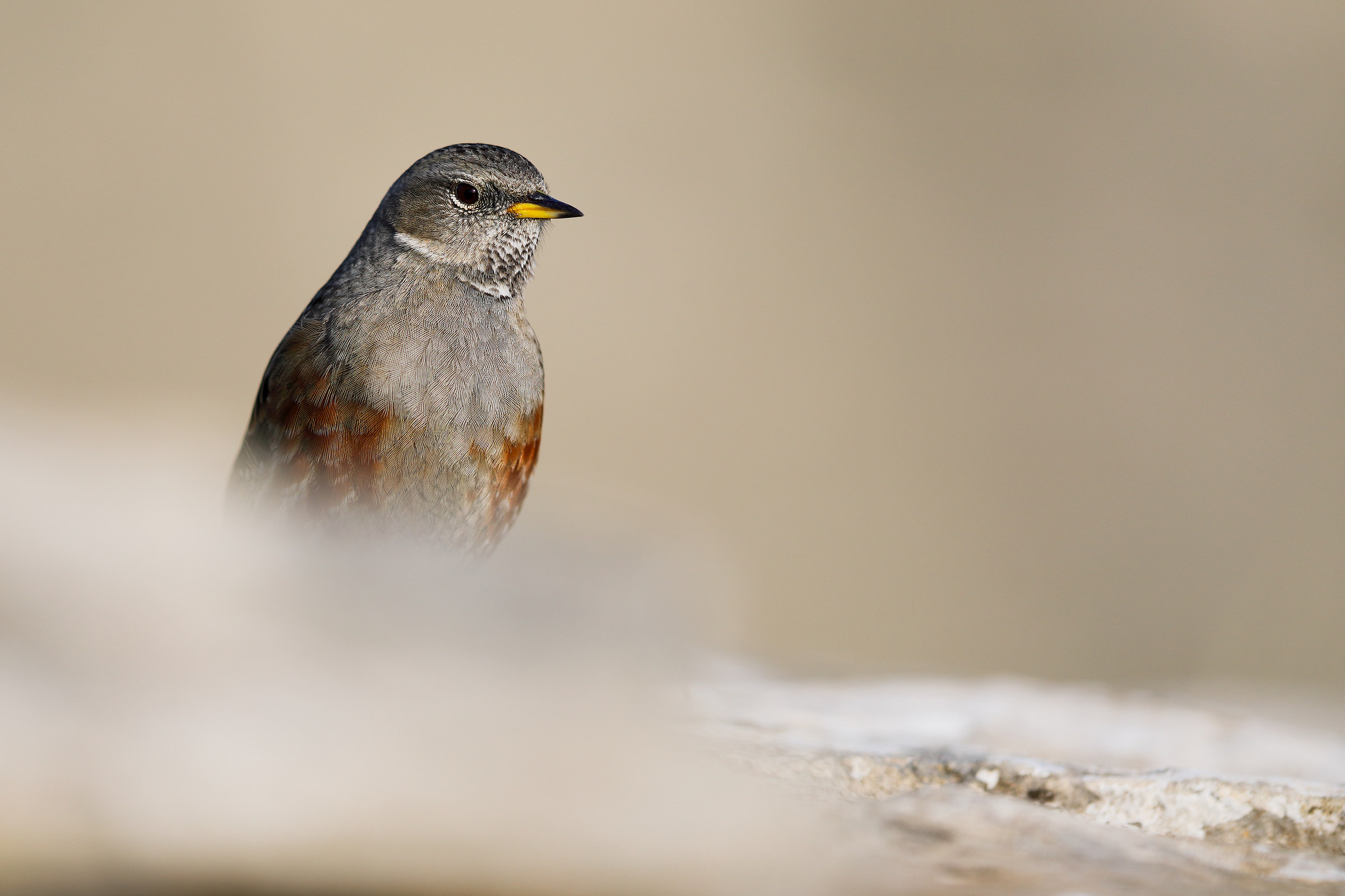 Accentor