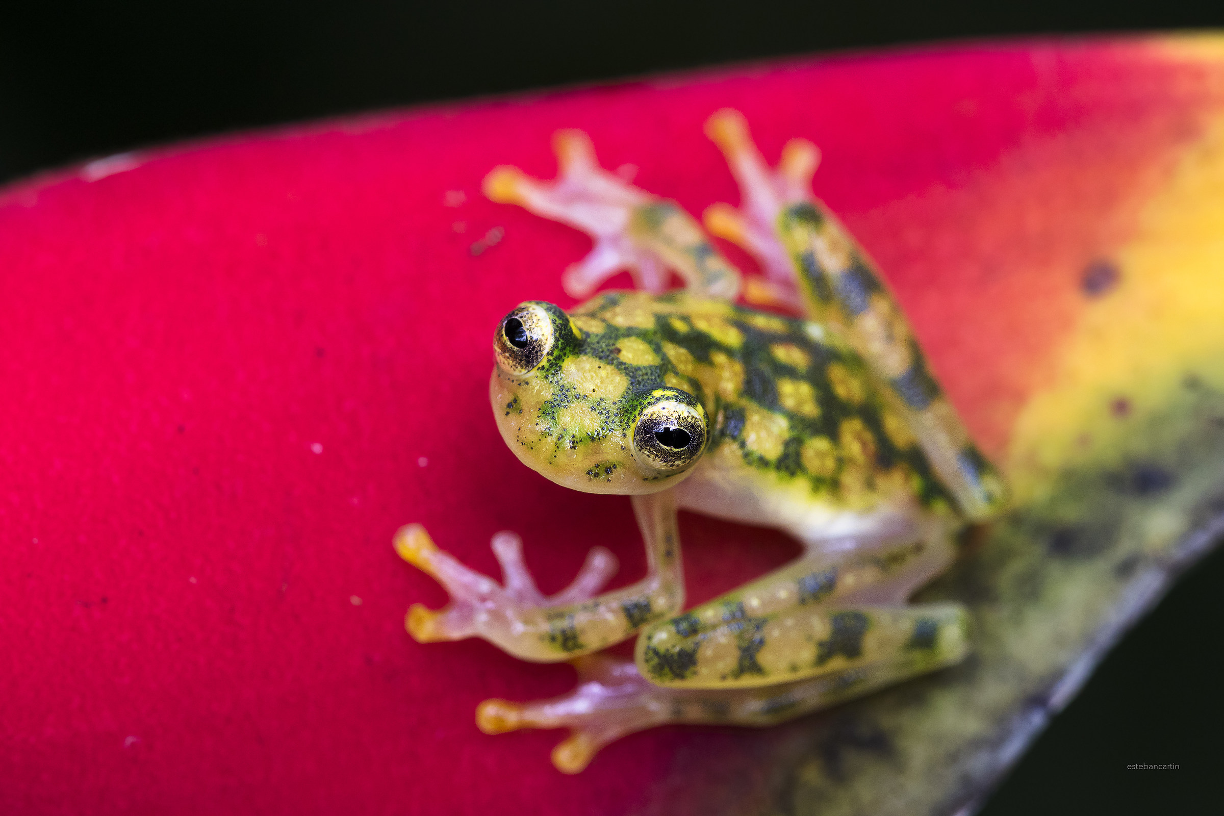 Reticulated glass frog (Hyalinobatrachium valerioi)