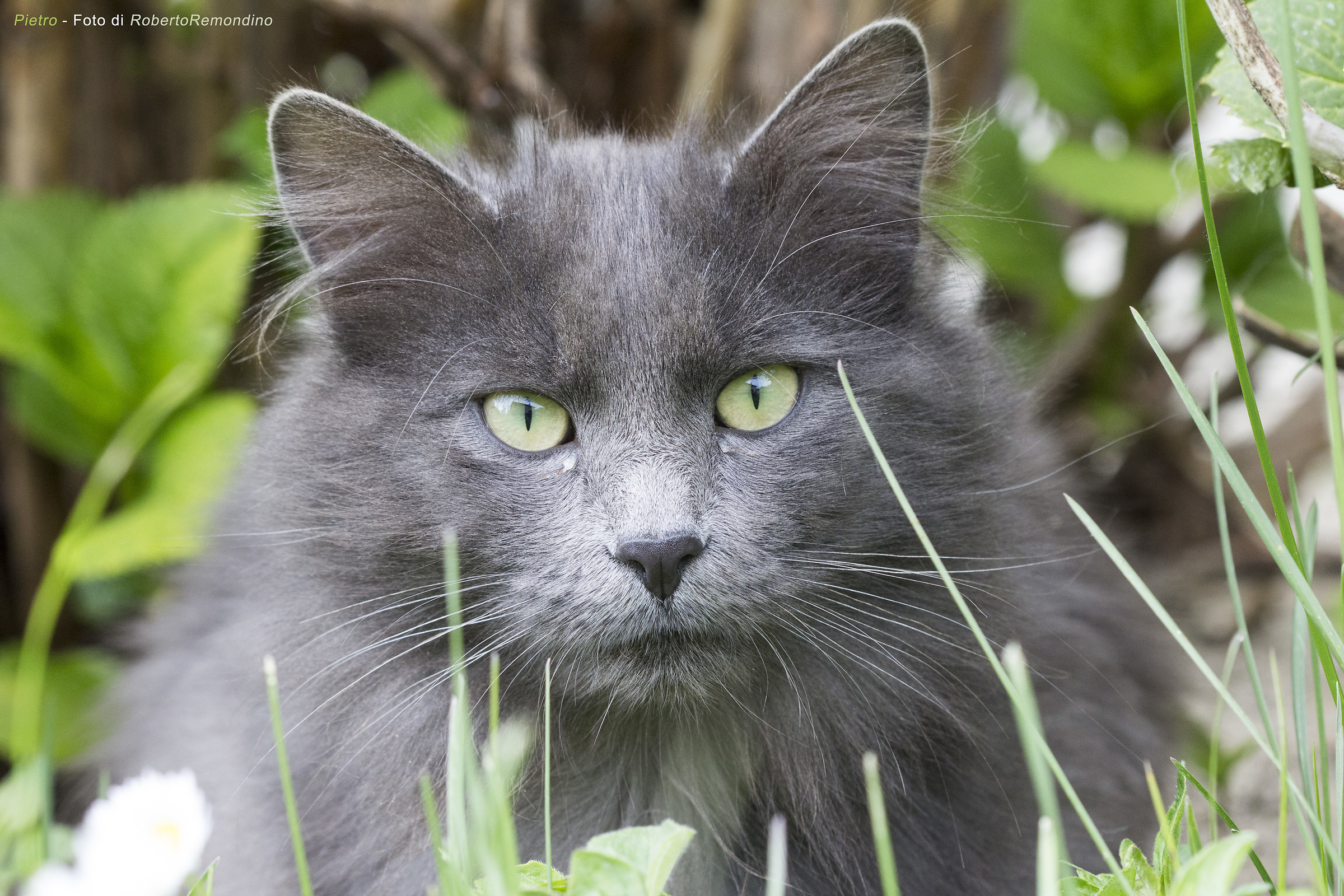 Pietro, gatto bellissimo sparito nel nulla