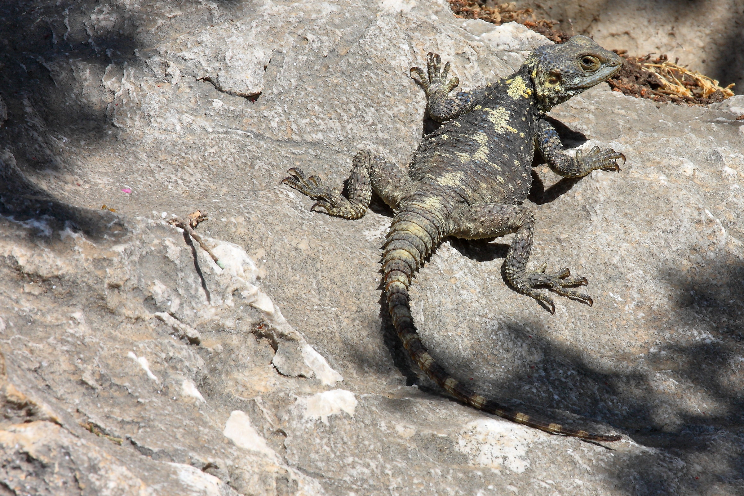 The dragon of Rhodes