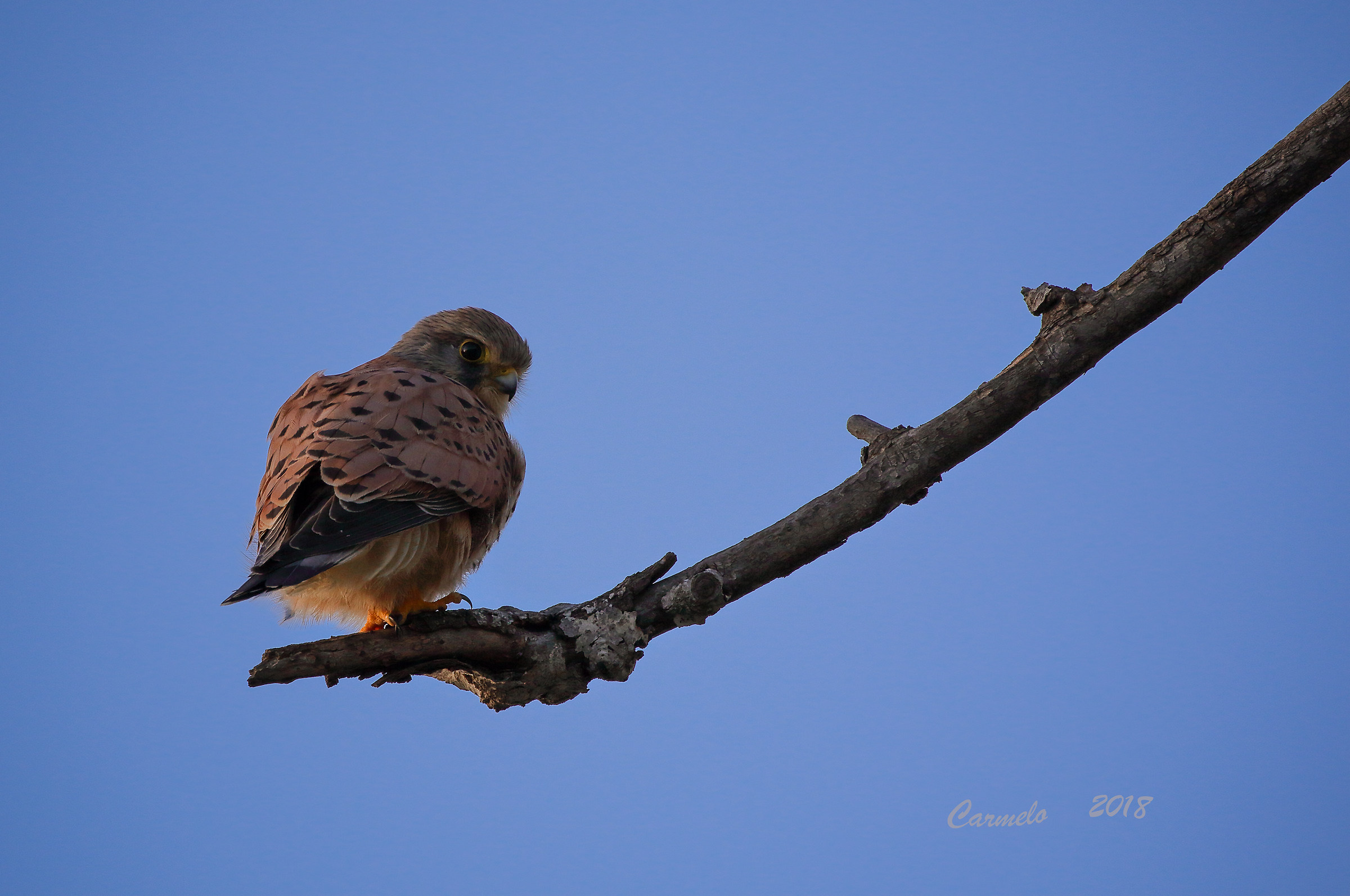 the kestrel meditation