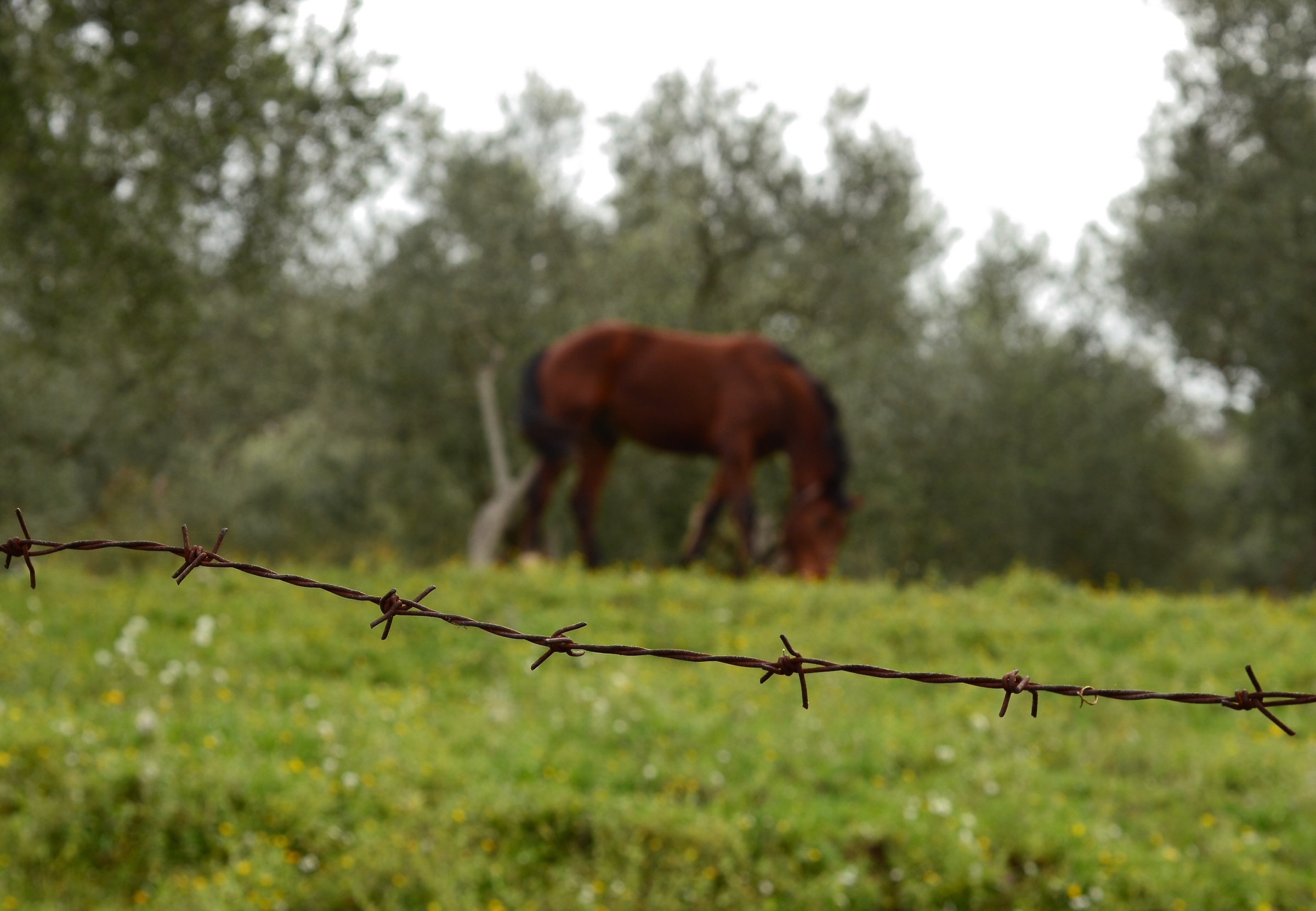 sciogli le trecce ai cavalli