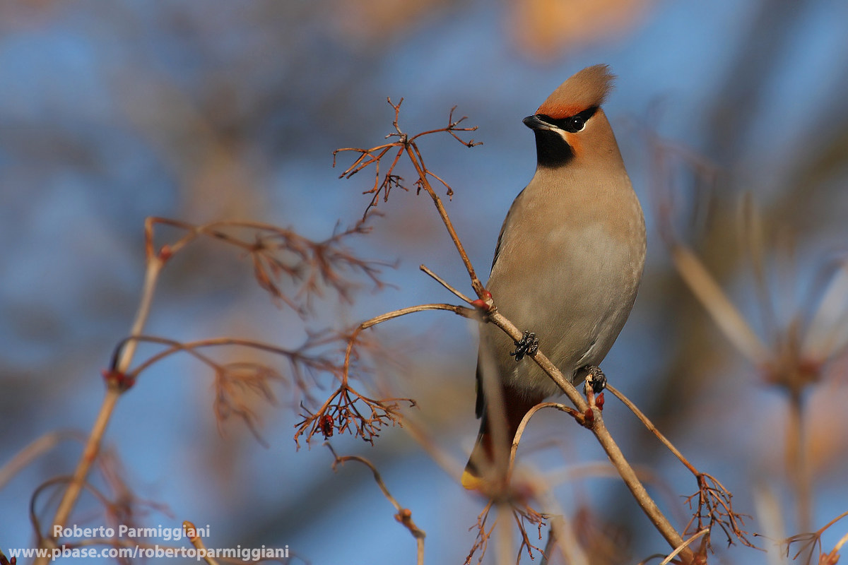 The elegance of the beccofrusone