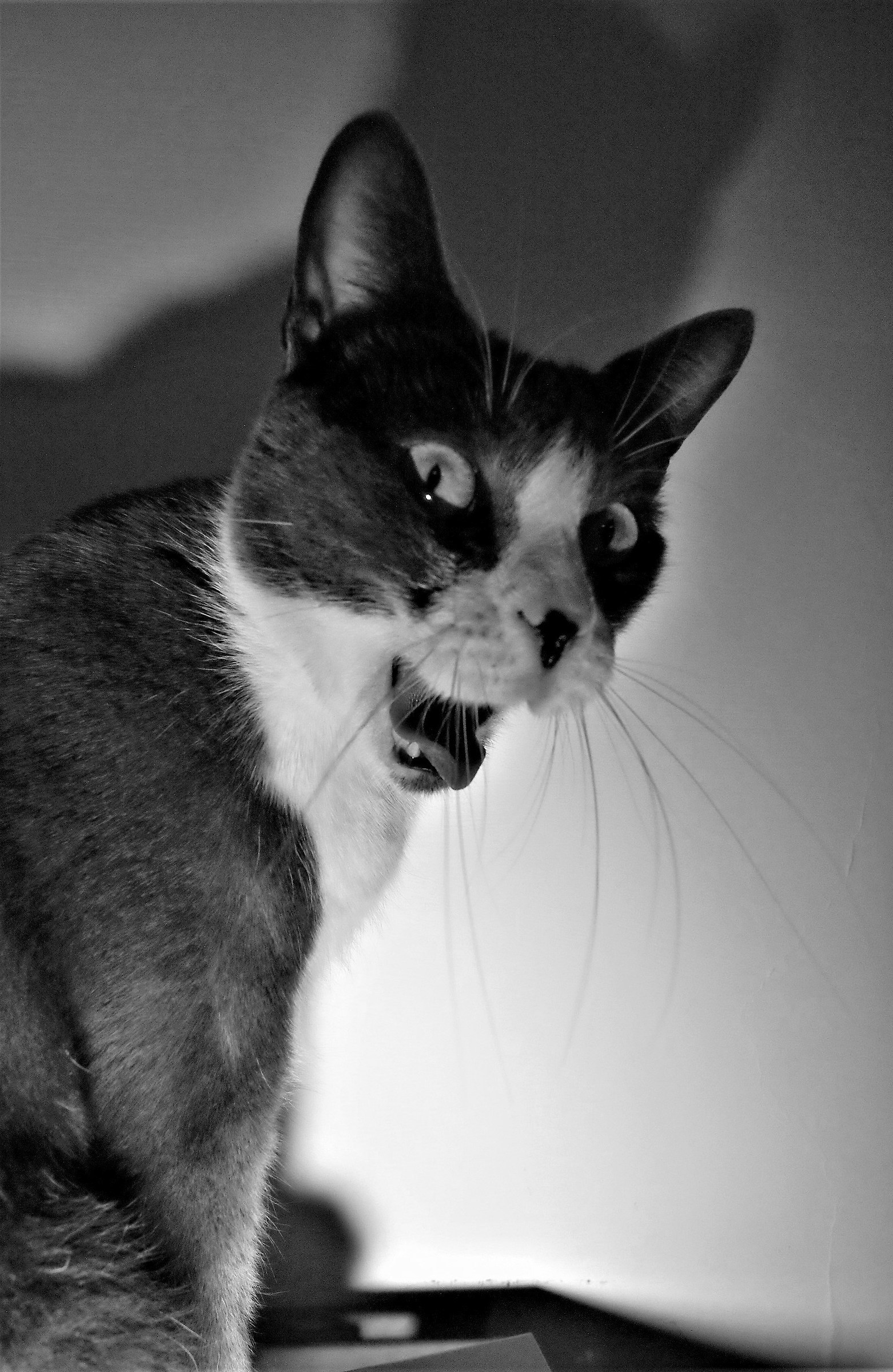 The dark side of Pippo