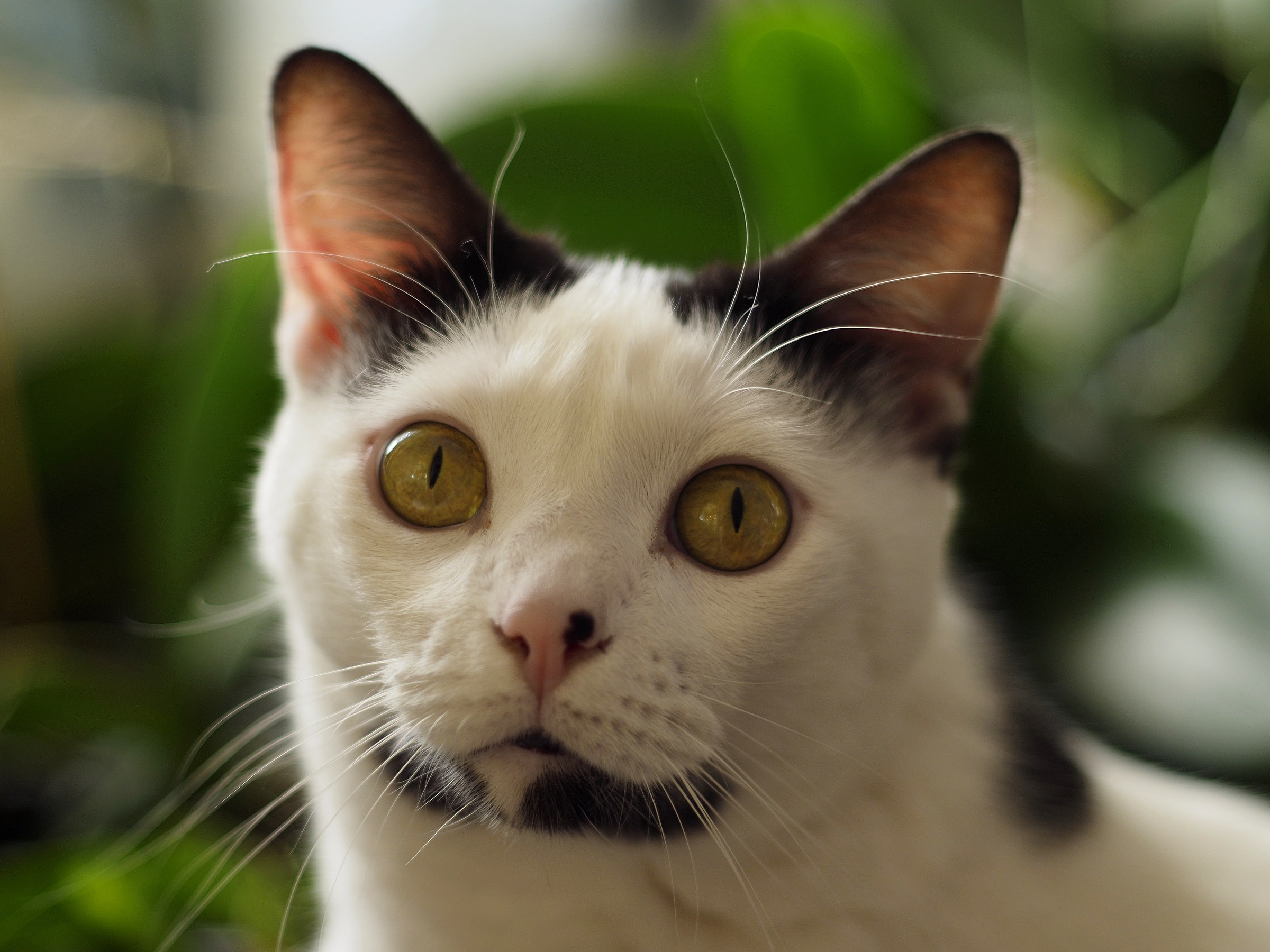 Haru Cat *Oiympus FTL 50mm f1.8 M42