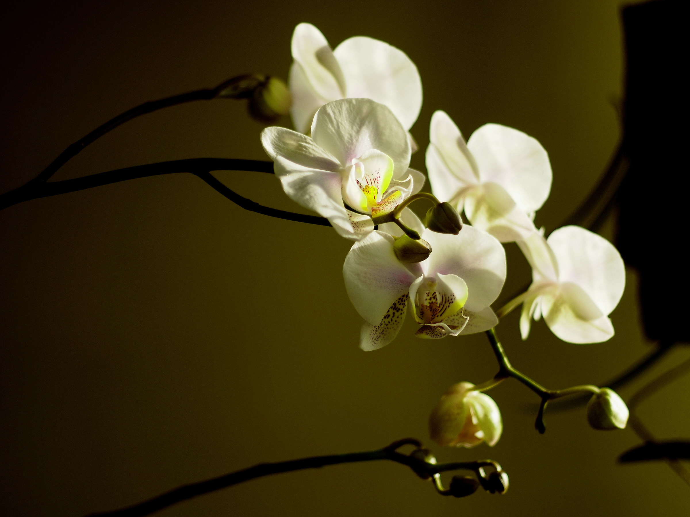 Phalaenopsis *Oiympus FTL 50mm f1.8 M42