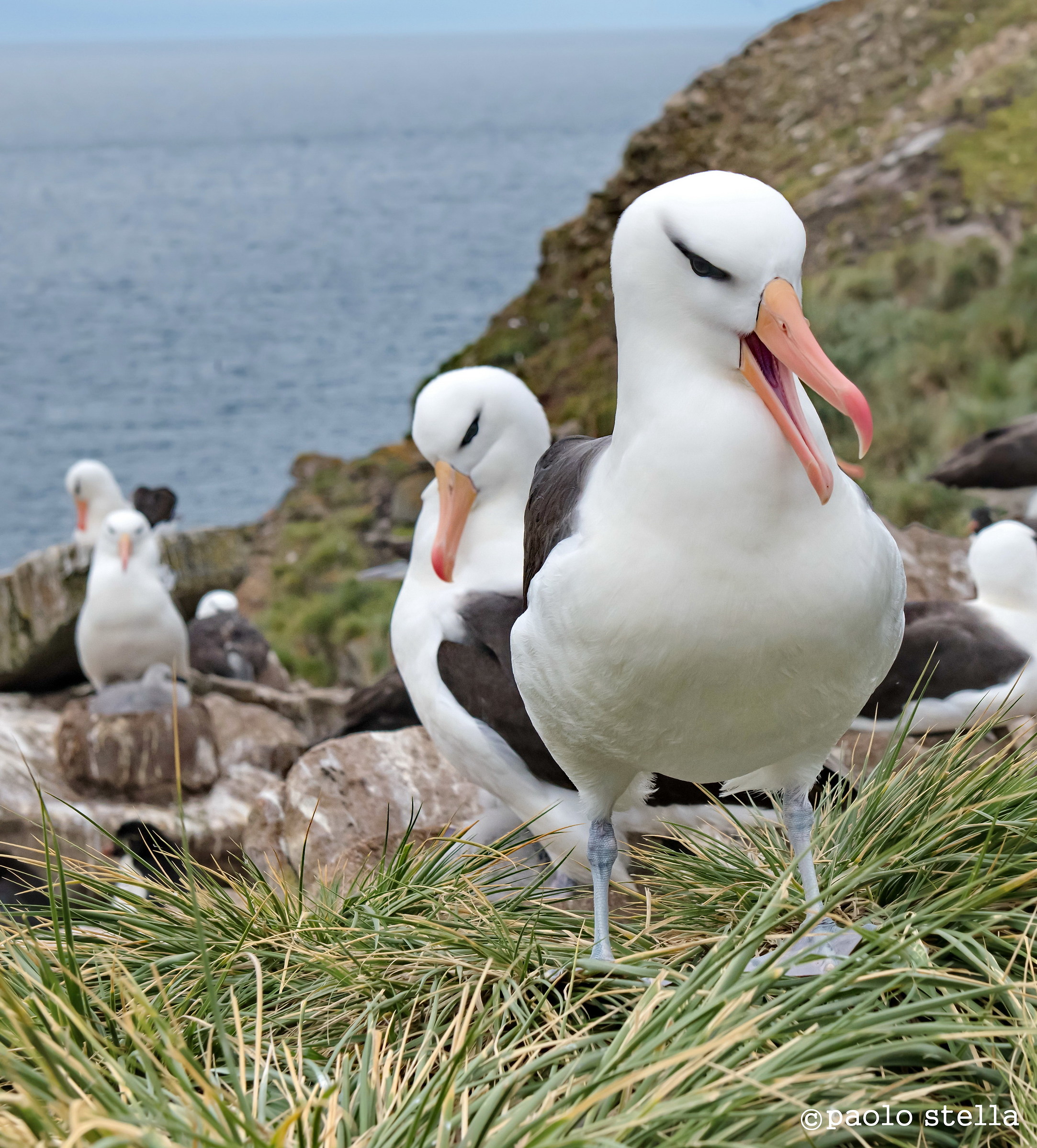 tra i nidi degli albatross