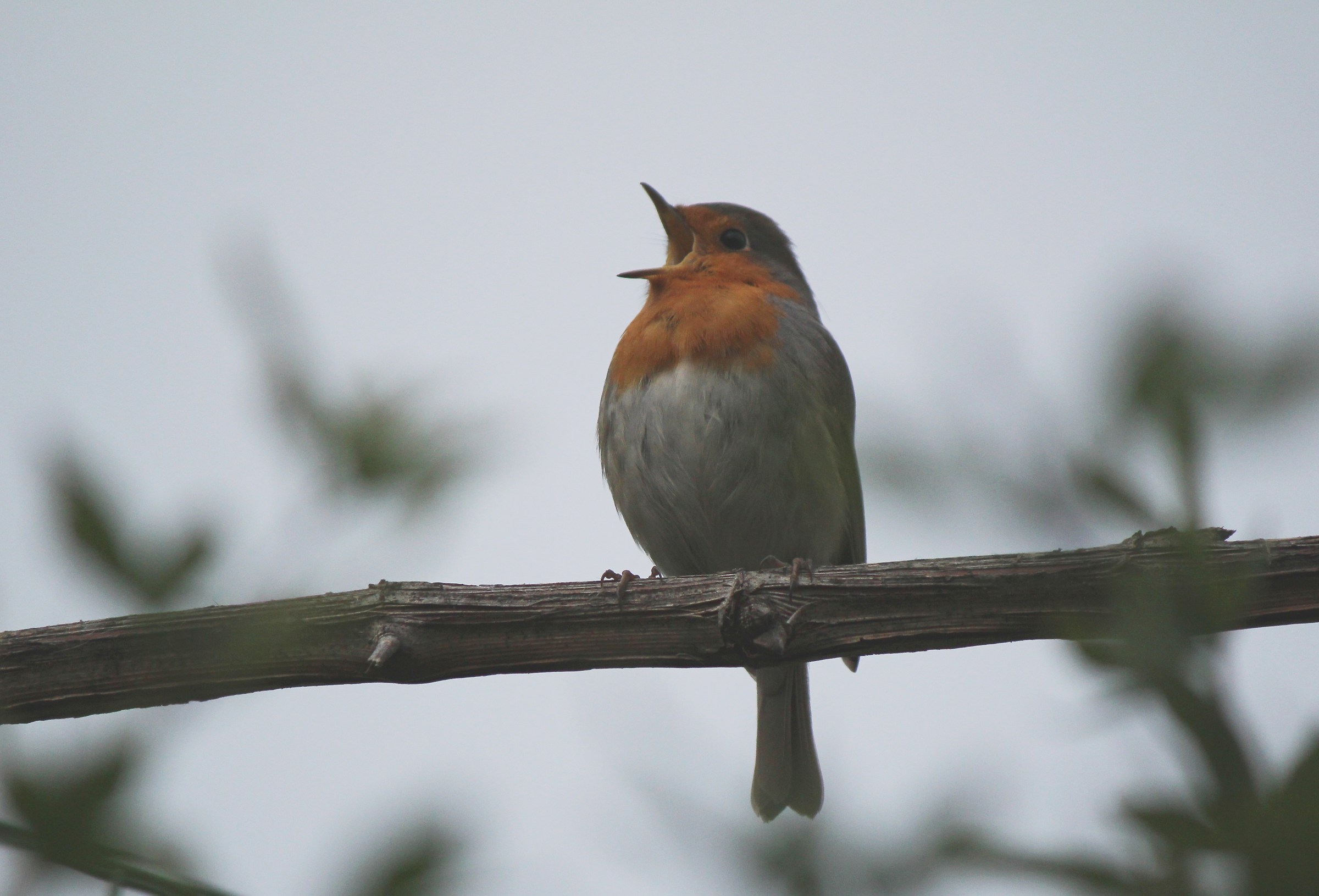 Il canto del pettirosso