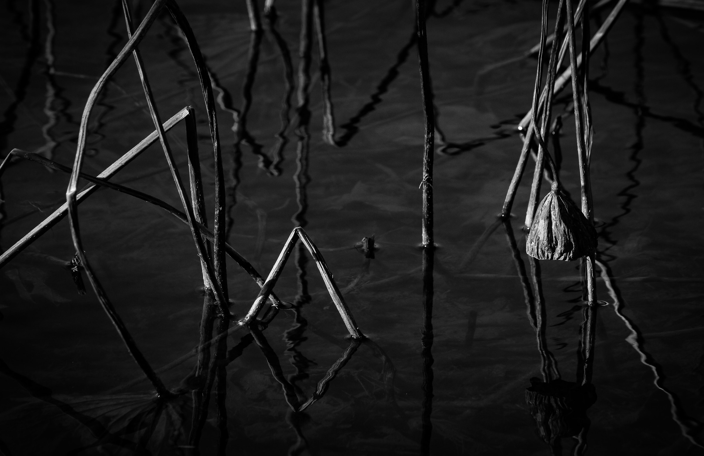 Riflessi nello stagno