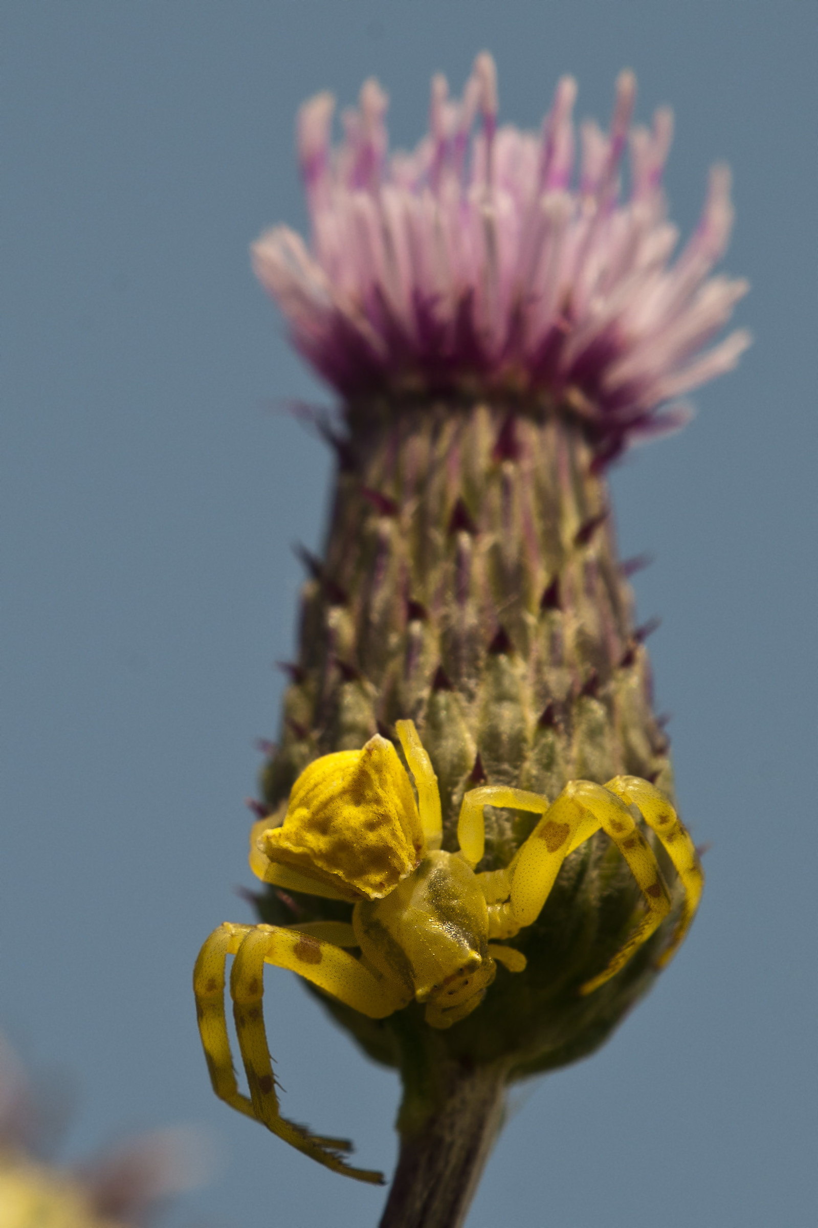 Thomisus onustus - Ragno camaleonte