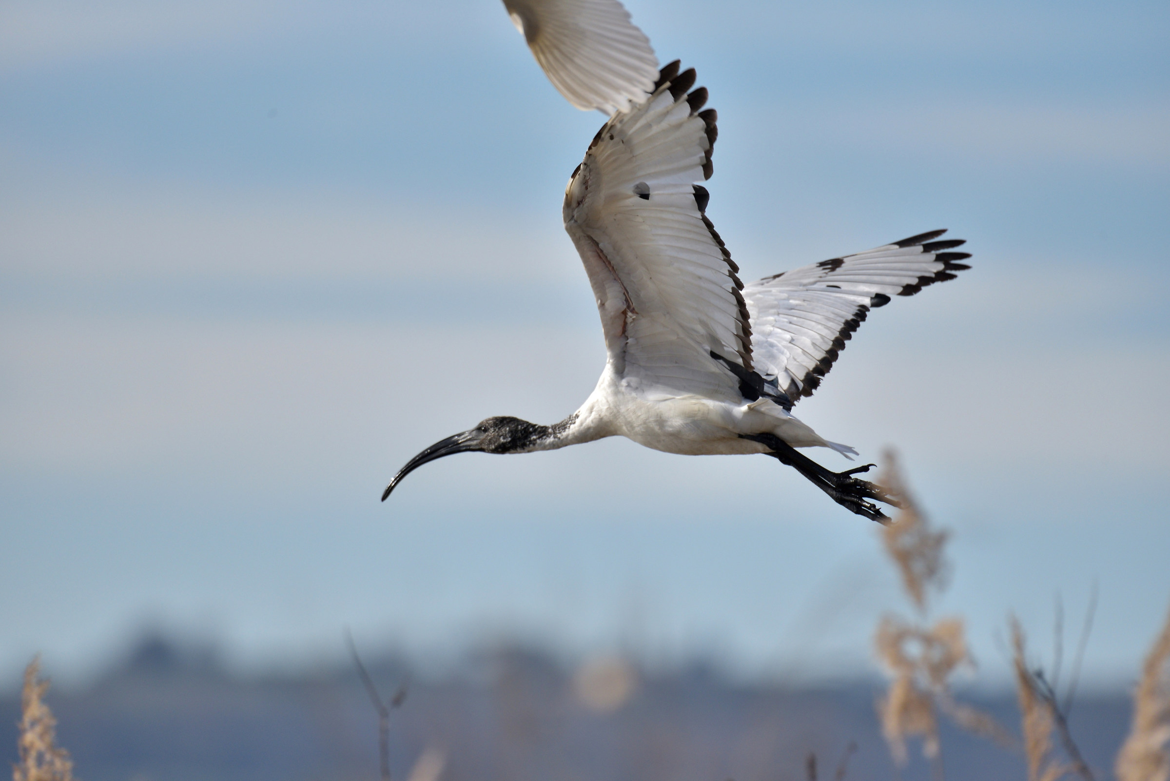 Sacred Ibis