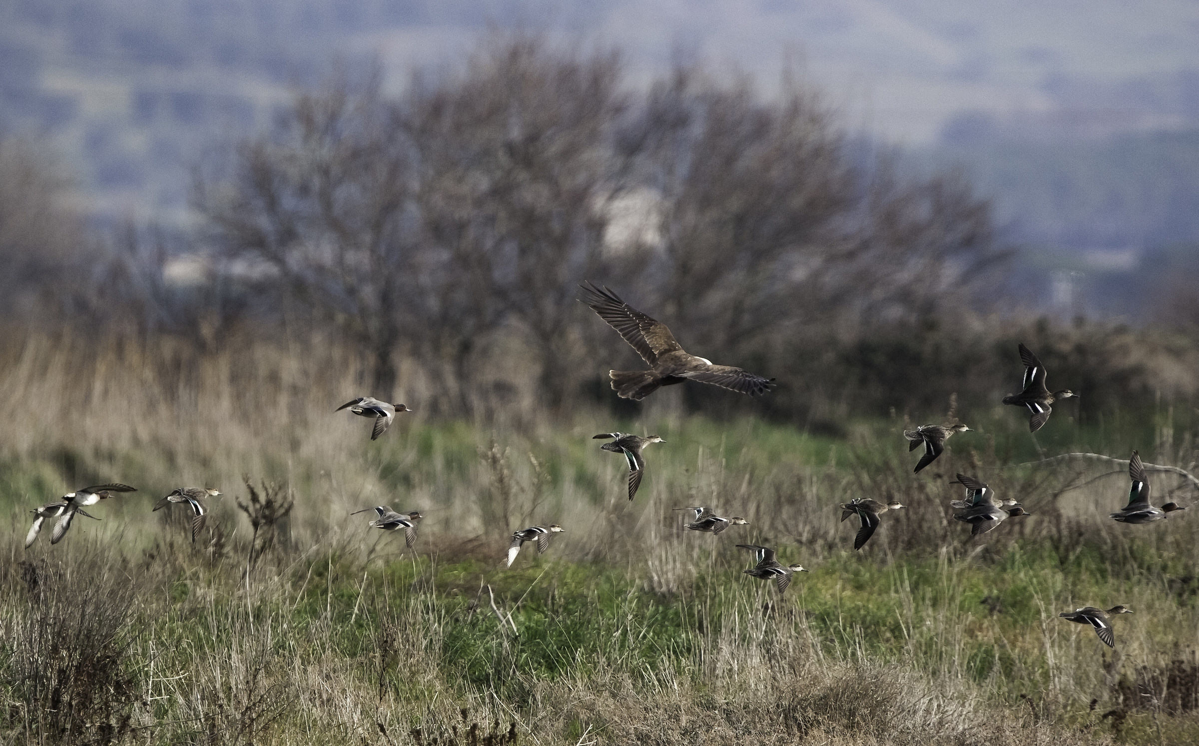 Female bog hawk in hunting