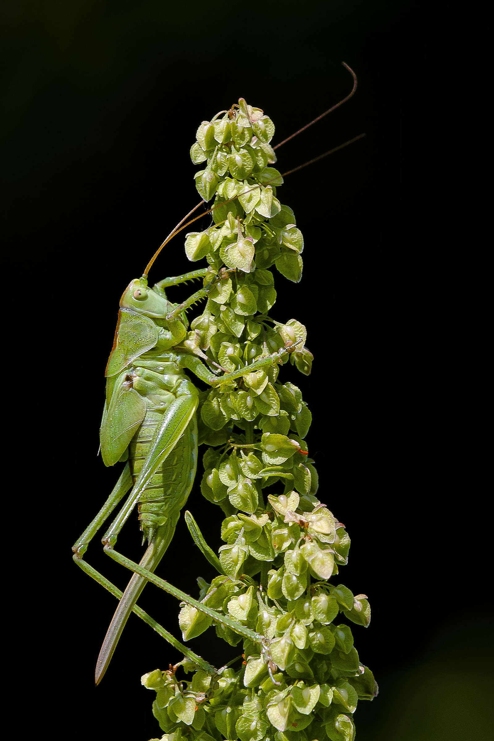 Tettigonia cantans
