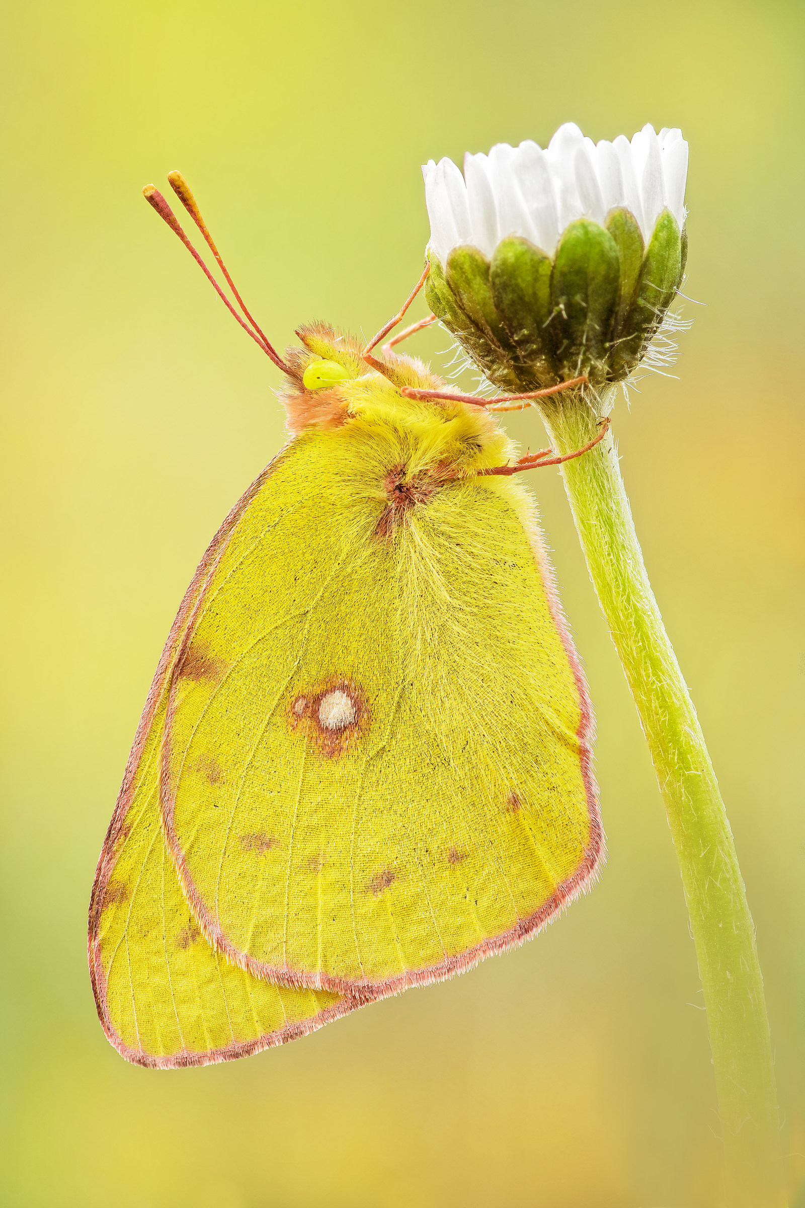 Colias crocea