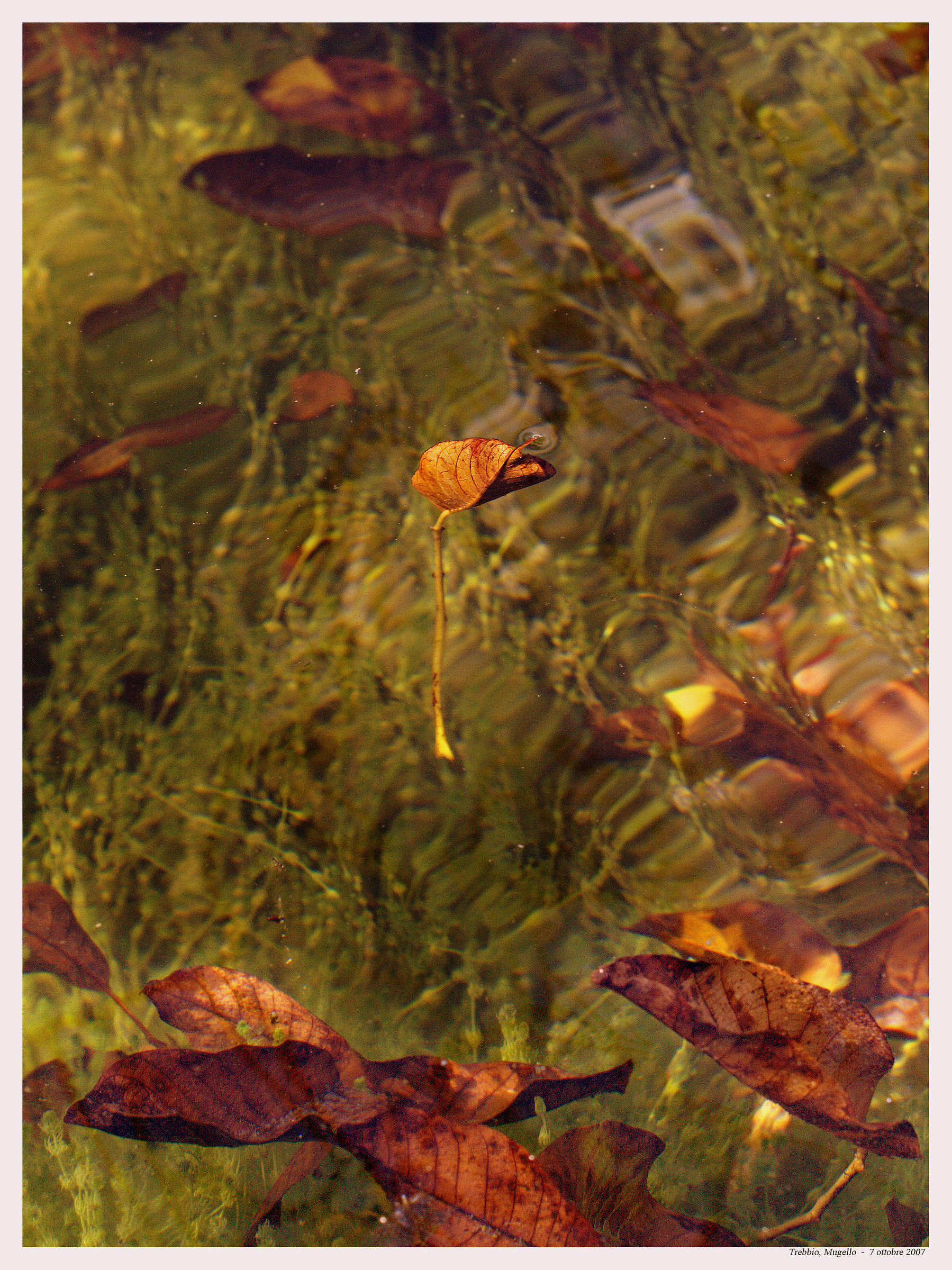 Leaves in drinking trough