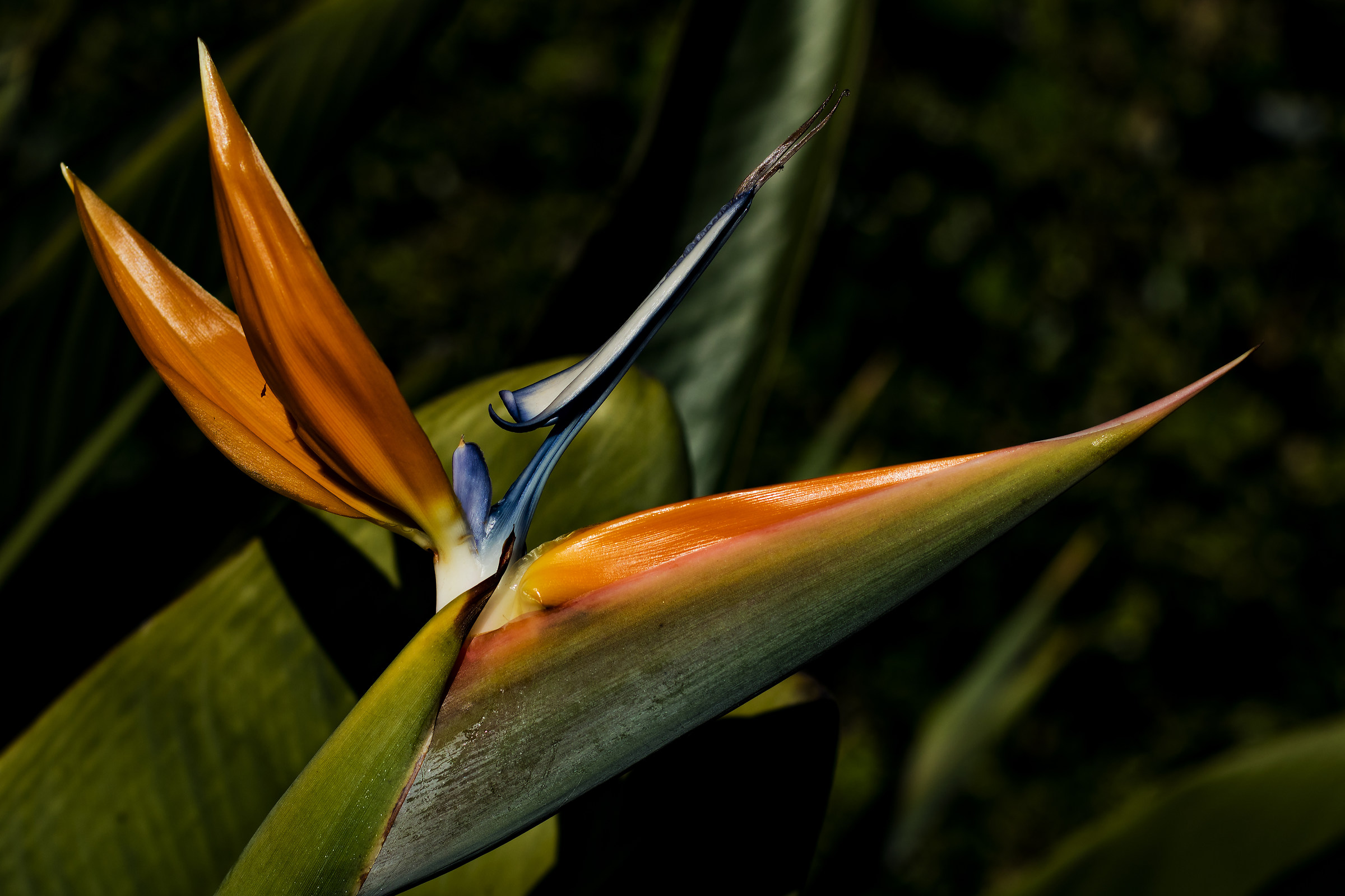 Winter Strelitzia of Santa
