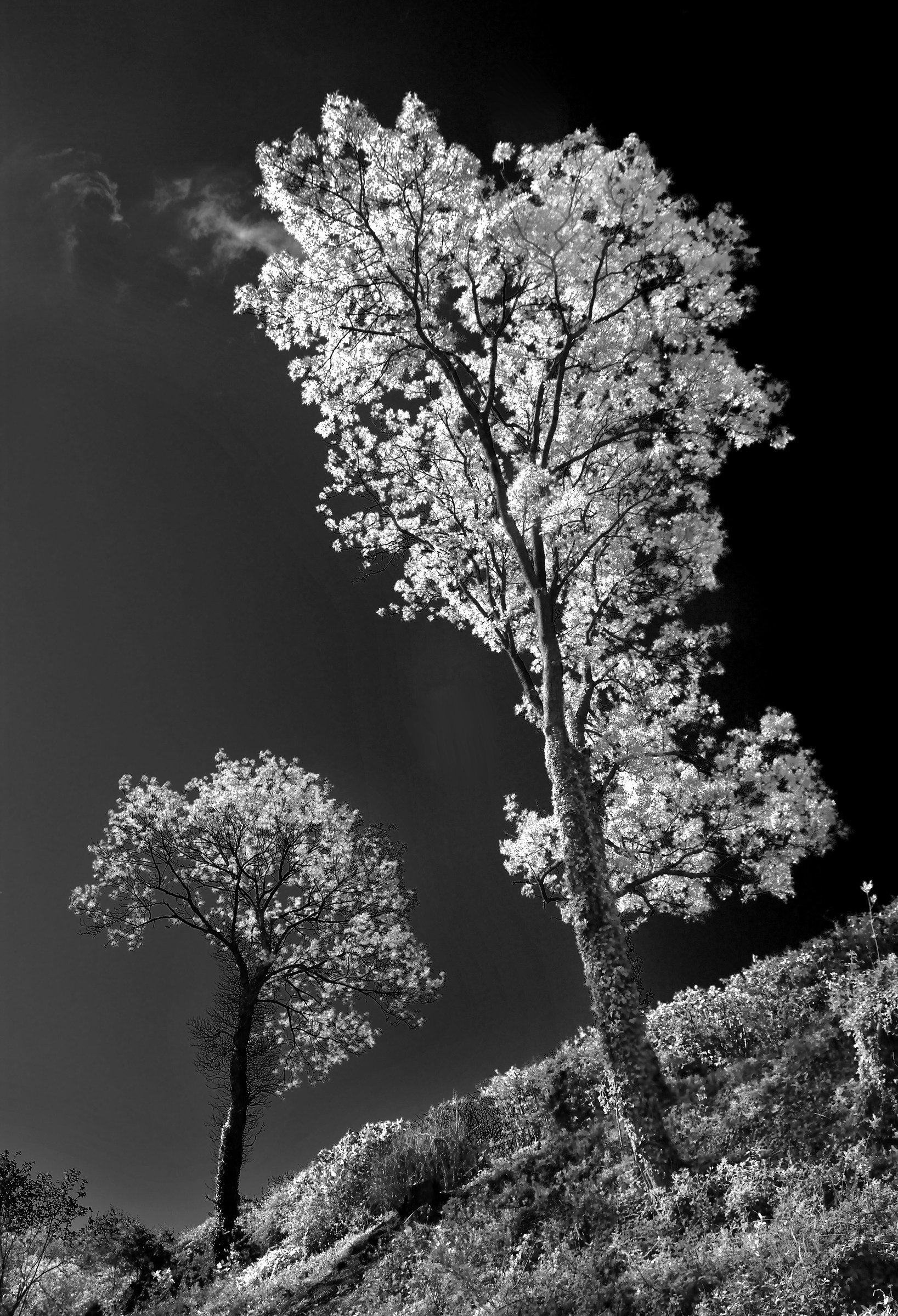 Two Trees in May