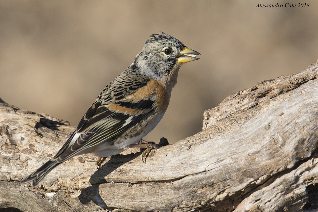 Fringilla montifringilla (Peppola) 8879