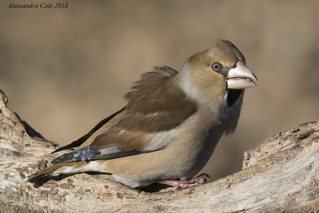 Coccothraustes coccothraustes (Hawfinch) 8869