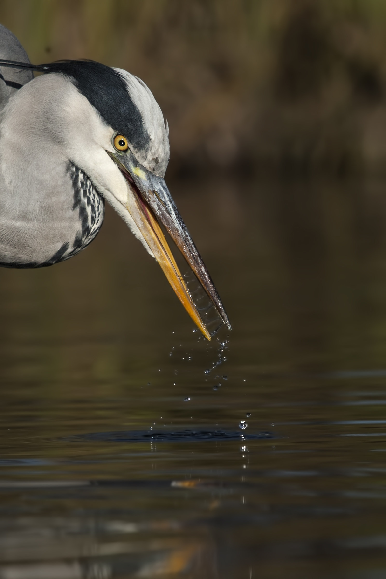 Gray Heron