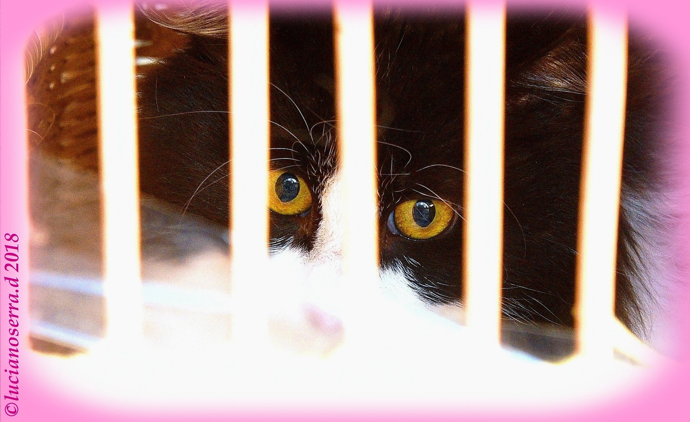 The eyes of Camilla ... a little 'scared ...