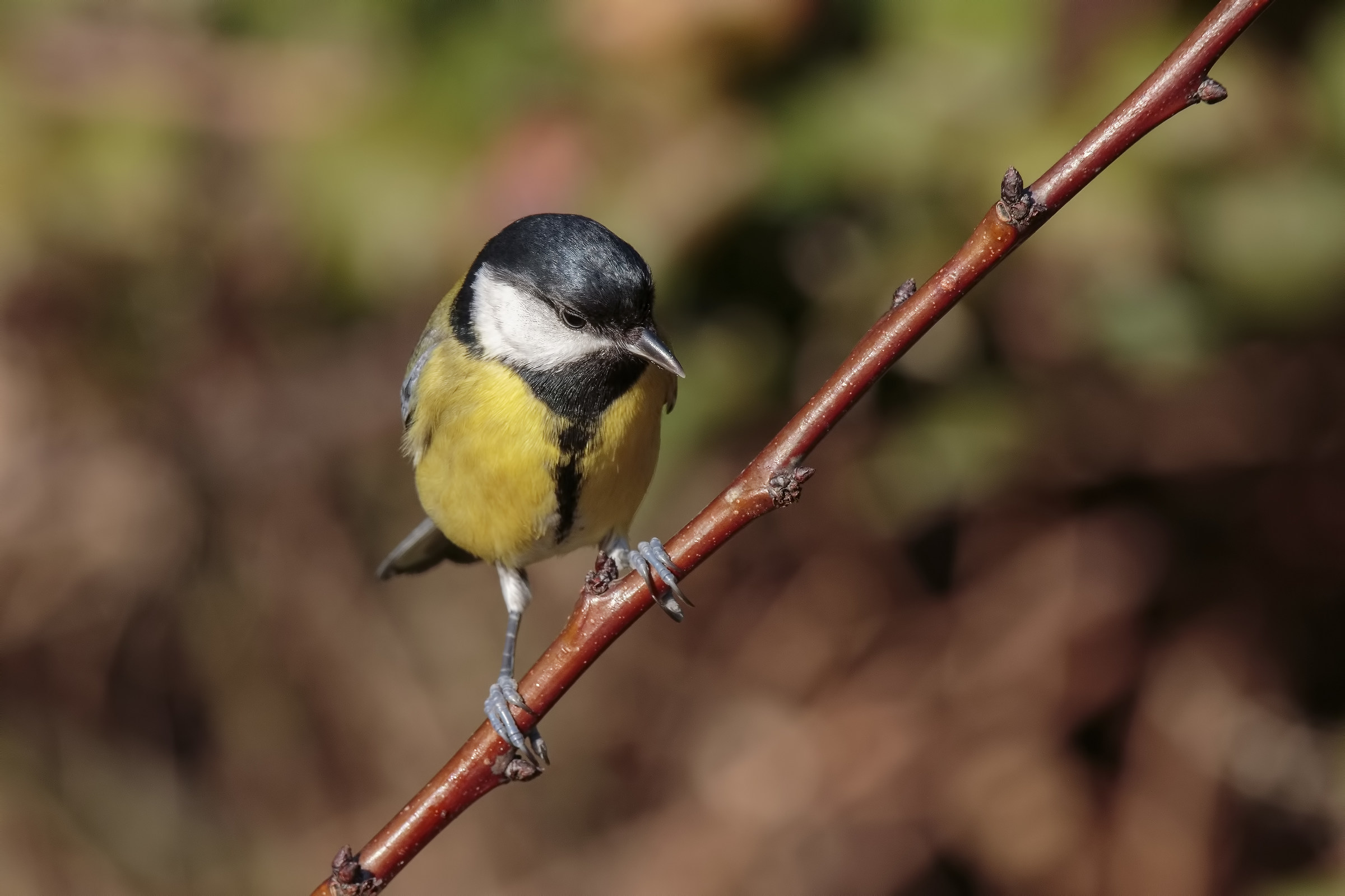 Parvus Major - Great Tit