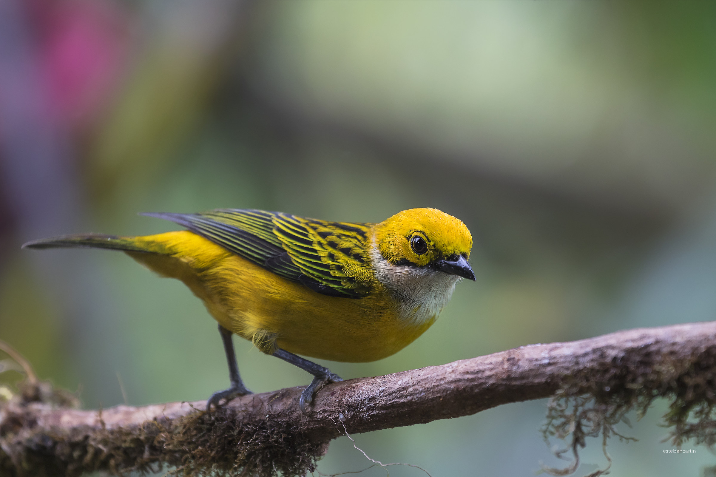 silver-throated tanager (Tangara icterocephala)