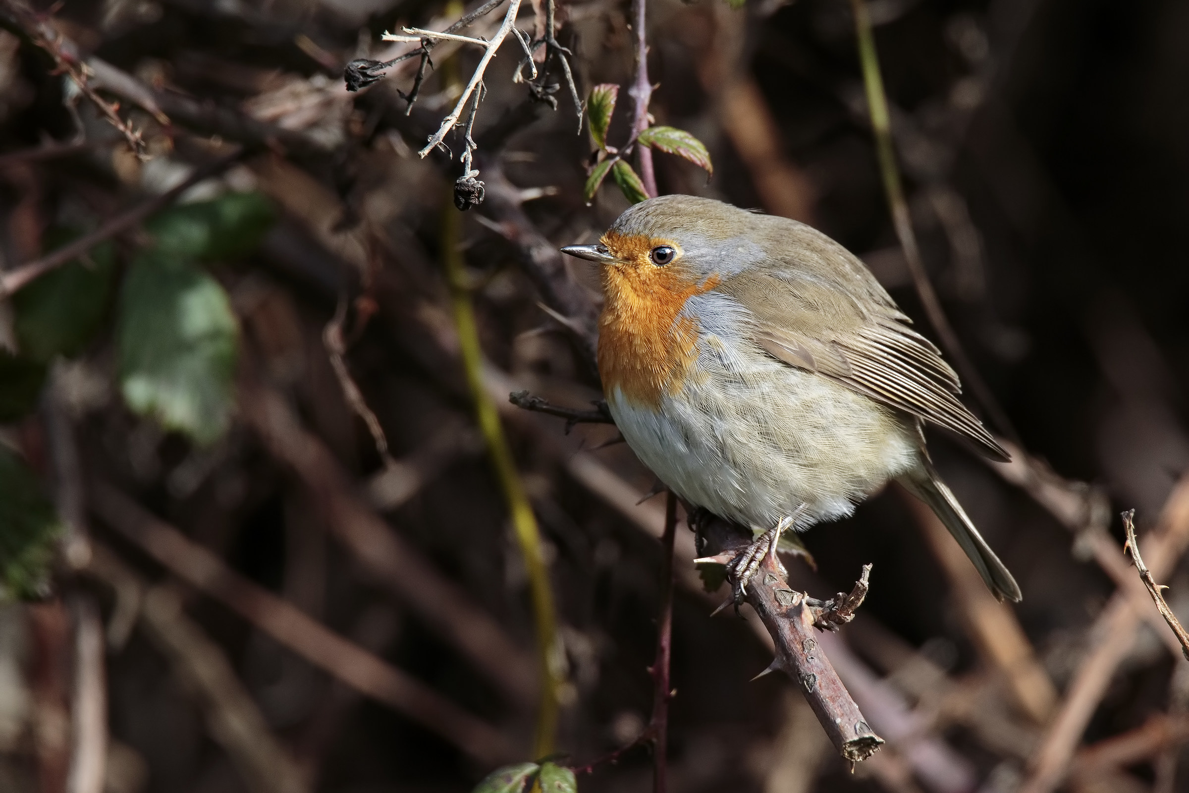 Erithacus Rubecula