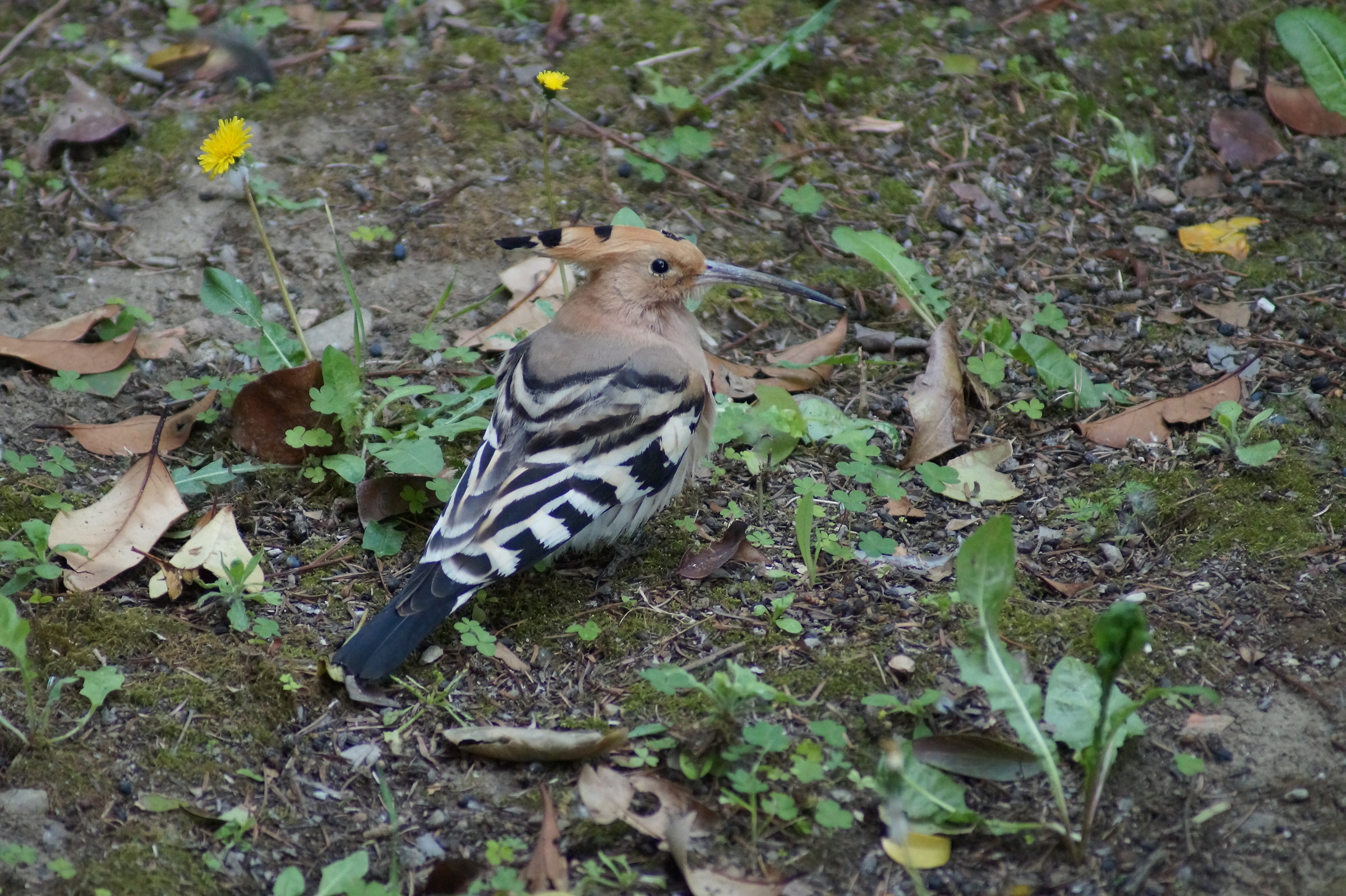 Hoopoe in front of the house