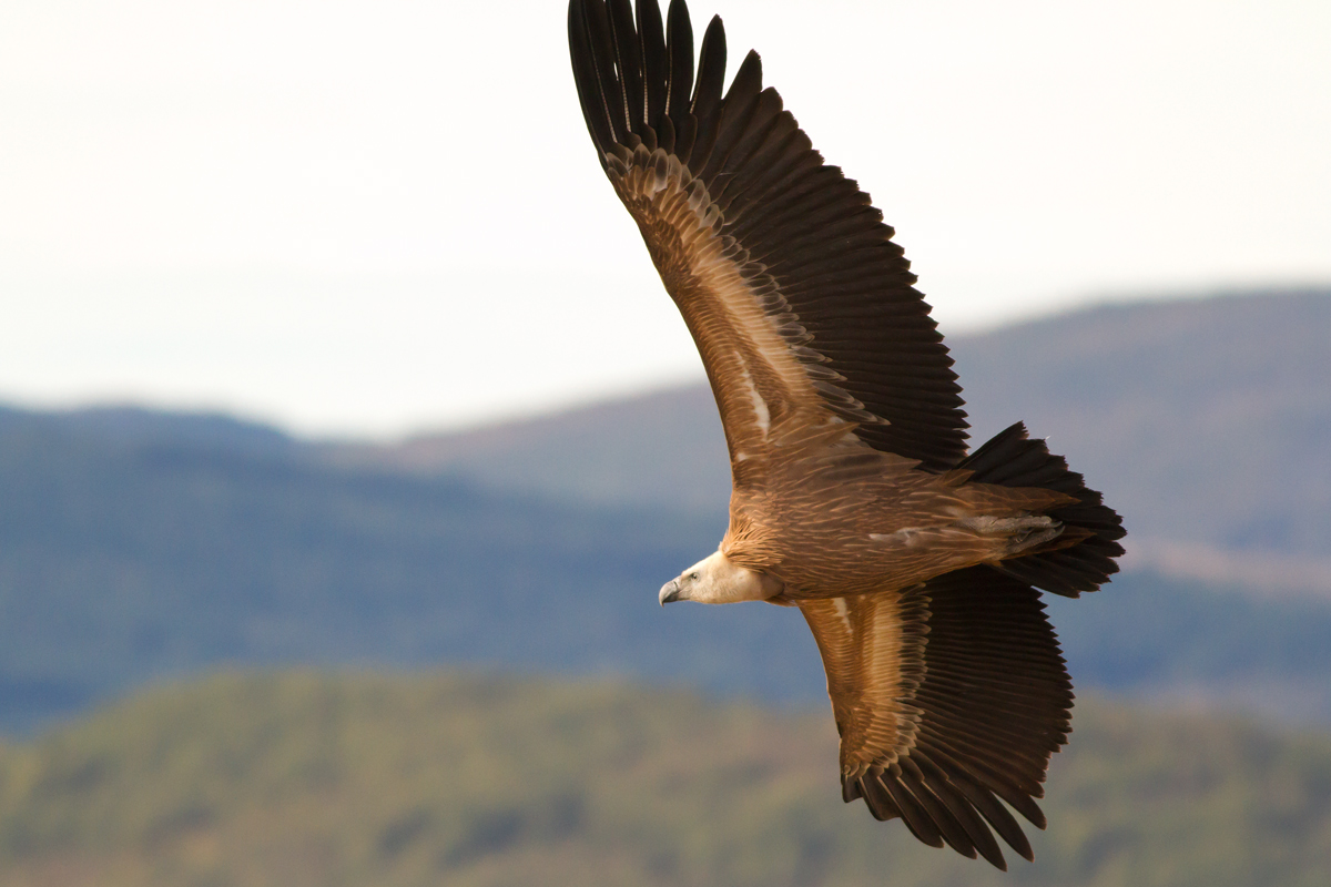 Too bad for the wing