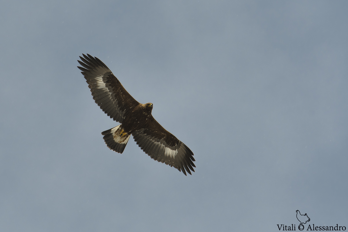 Golden Eagle